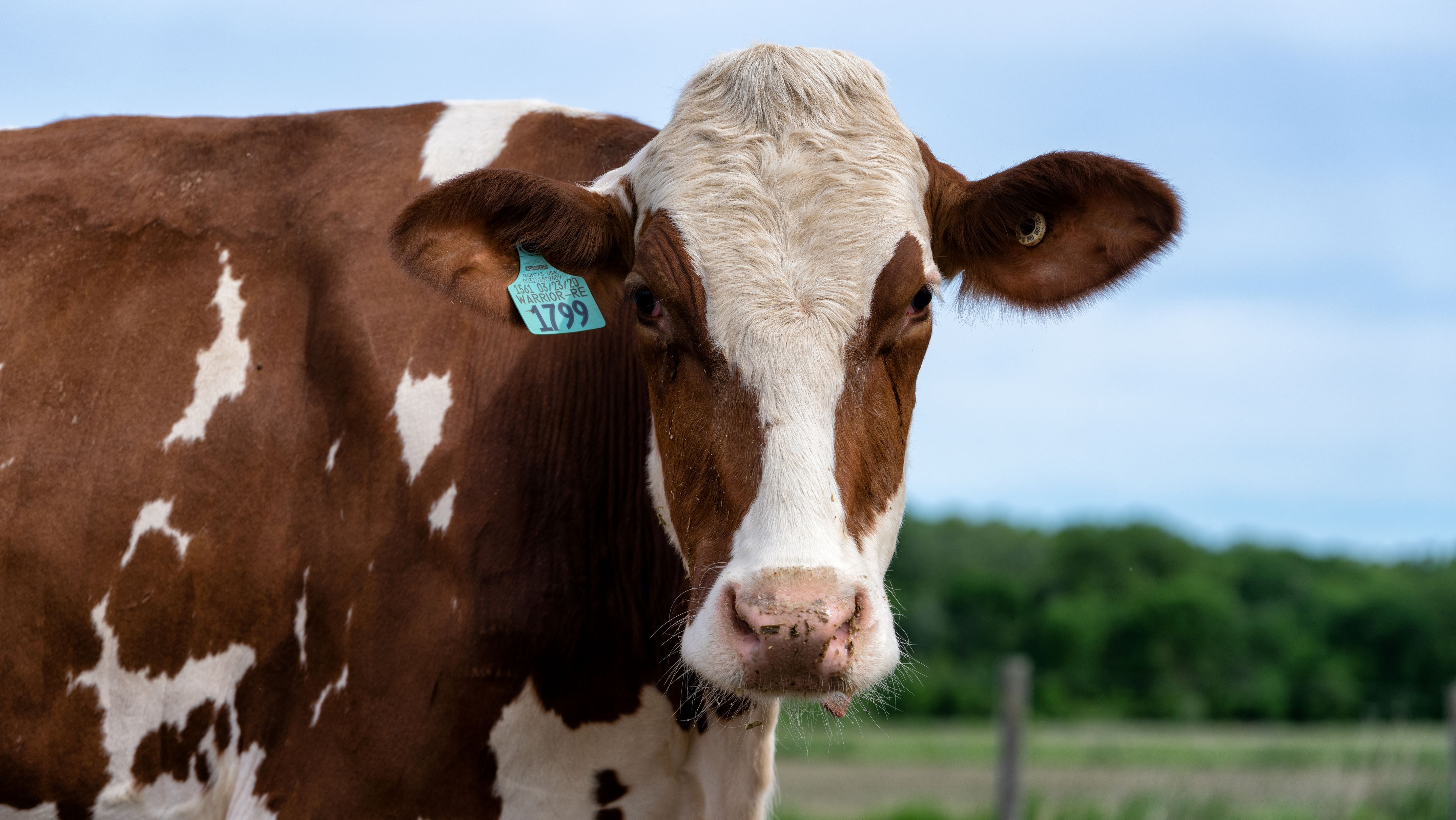 Close up of dairy cow face.