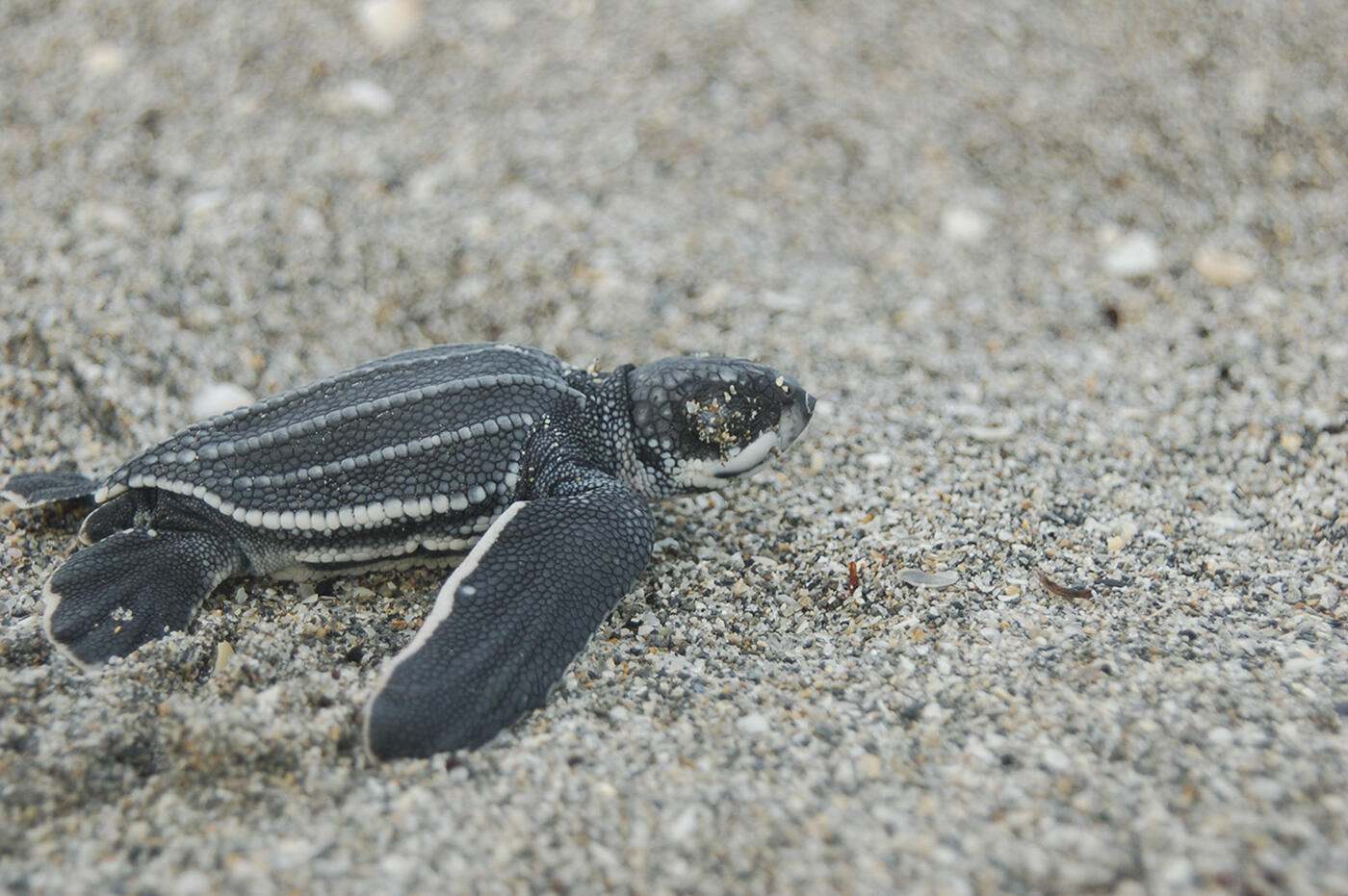 A small turtles moves across sand.