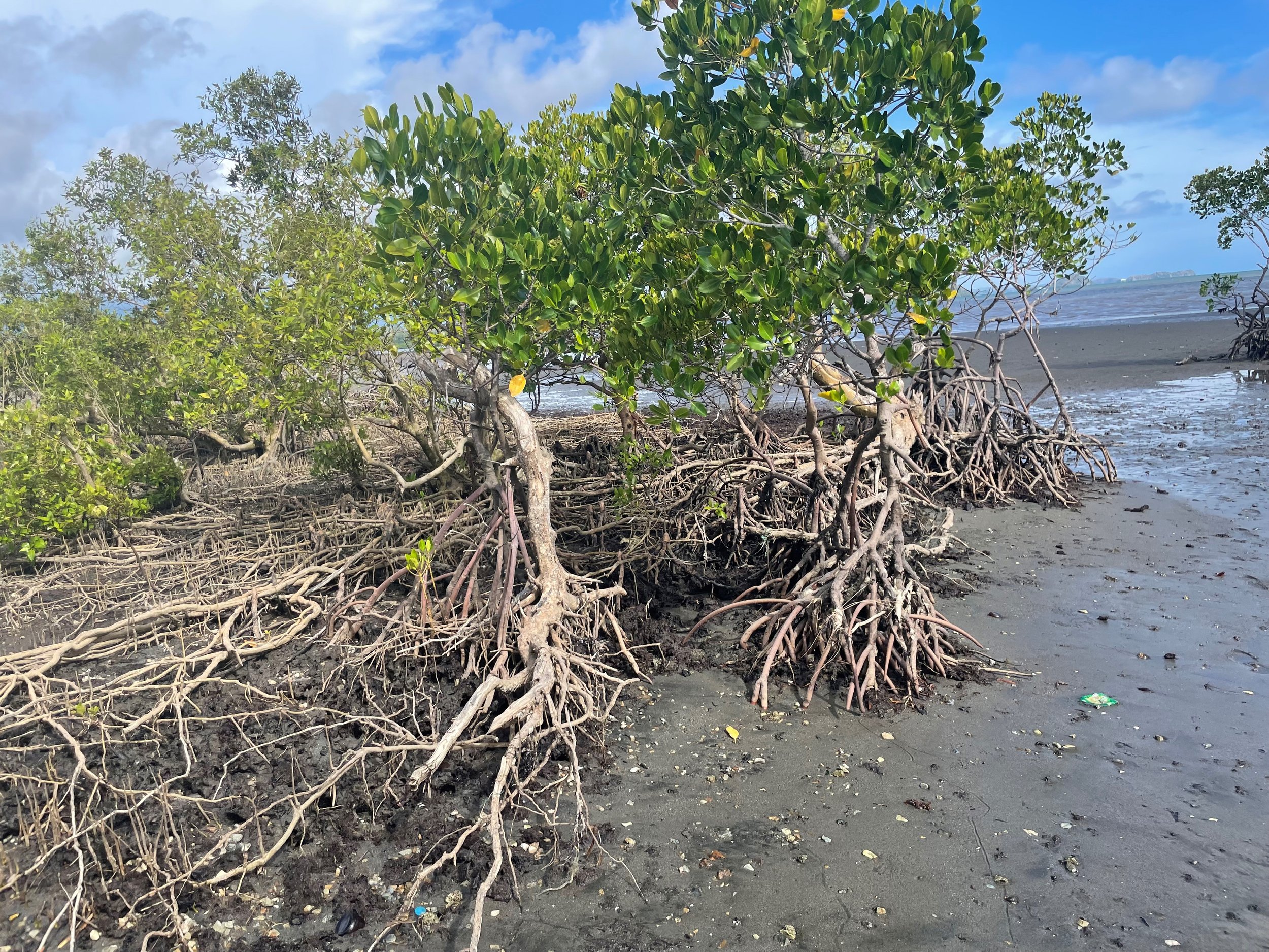 a spindly mangrove tree grows on the coast.