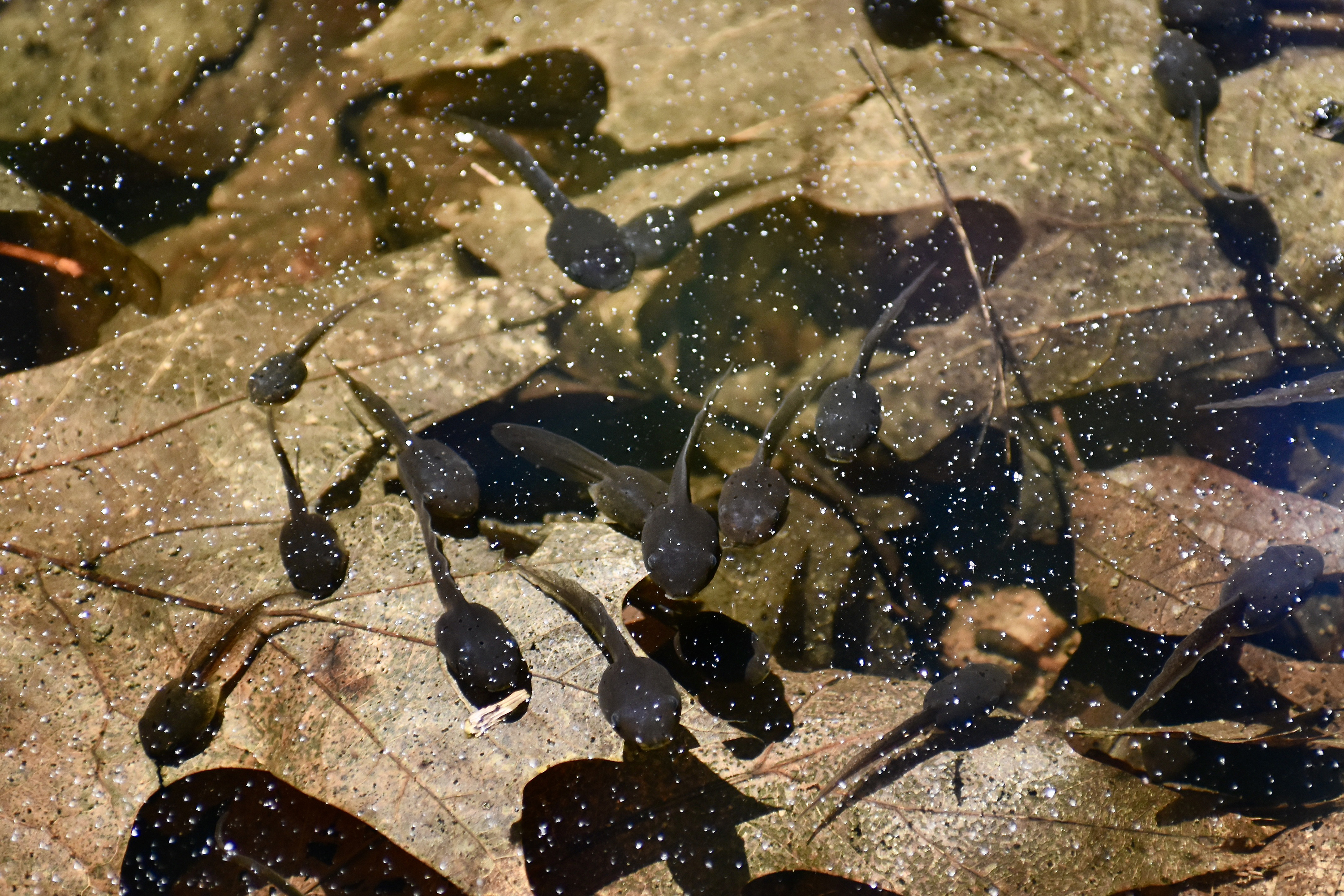 A close up of tadpoles beneath the water's surface of a vernal pool.