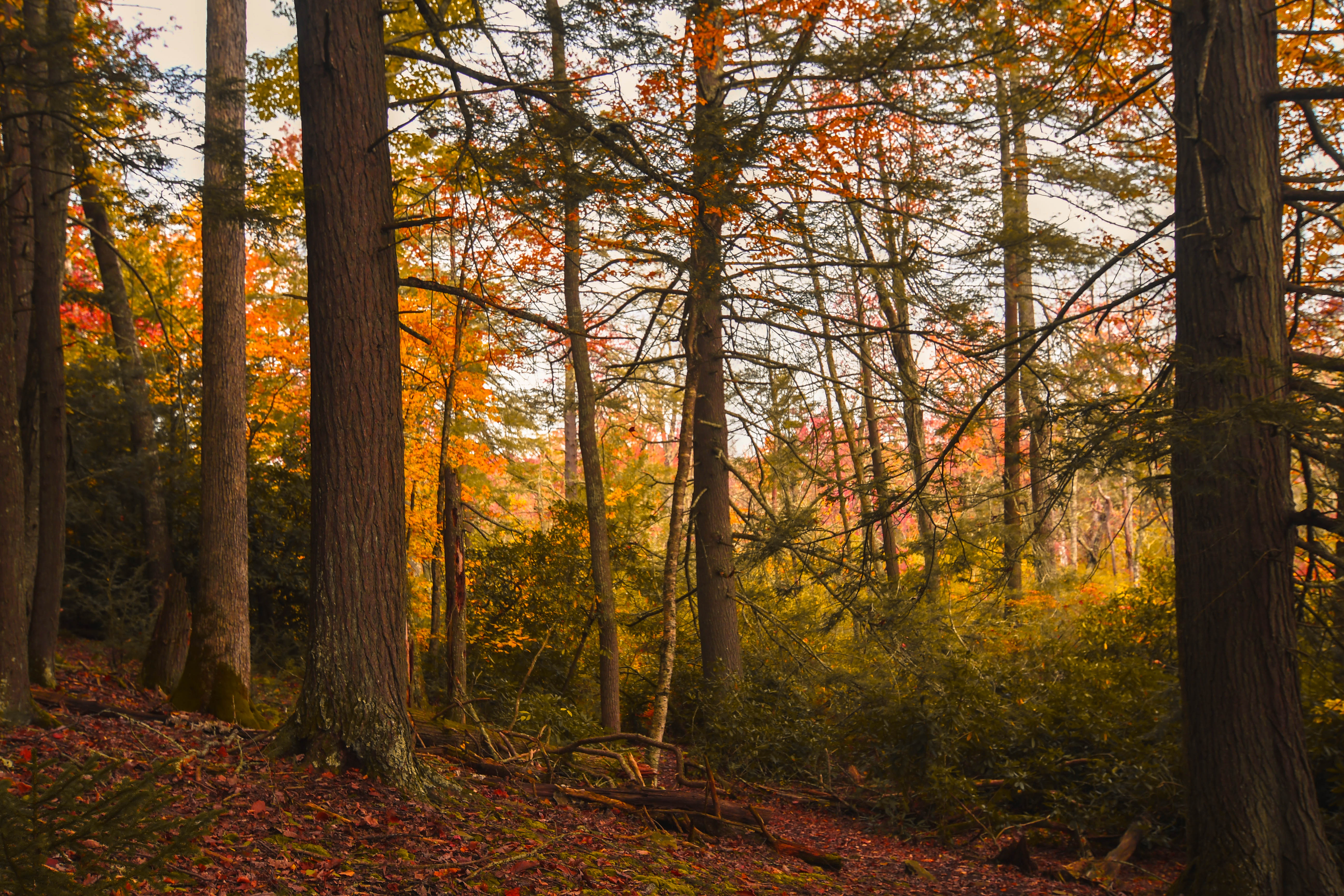 Several tall and thin trees grow in a forest.