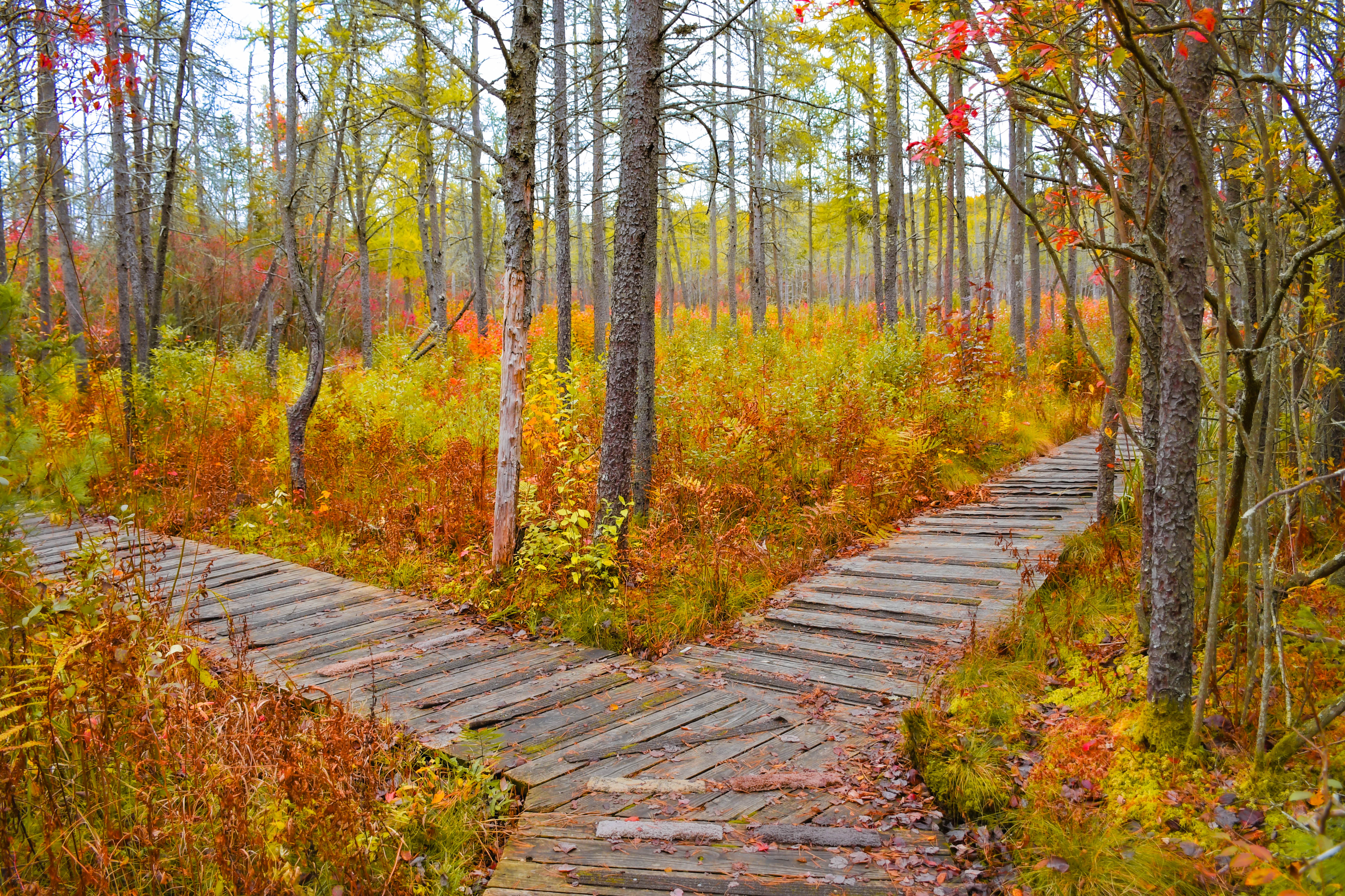 A wooden boardwalk runs through a lush forest with yellow and orange leaves, splitting to the right and left.