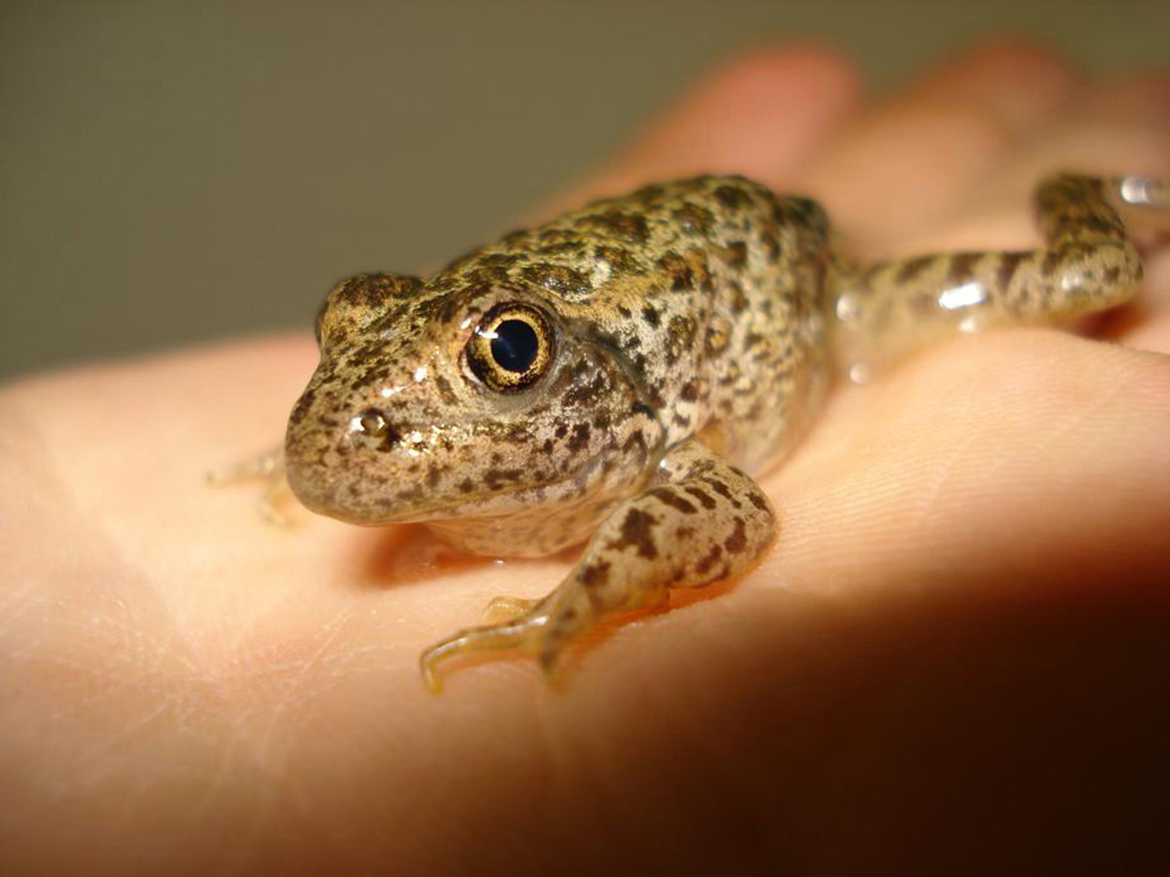 A small, spotted frog fits into the palm of a hand.