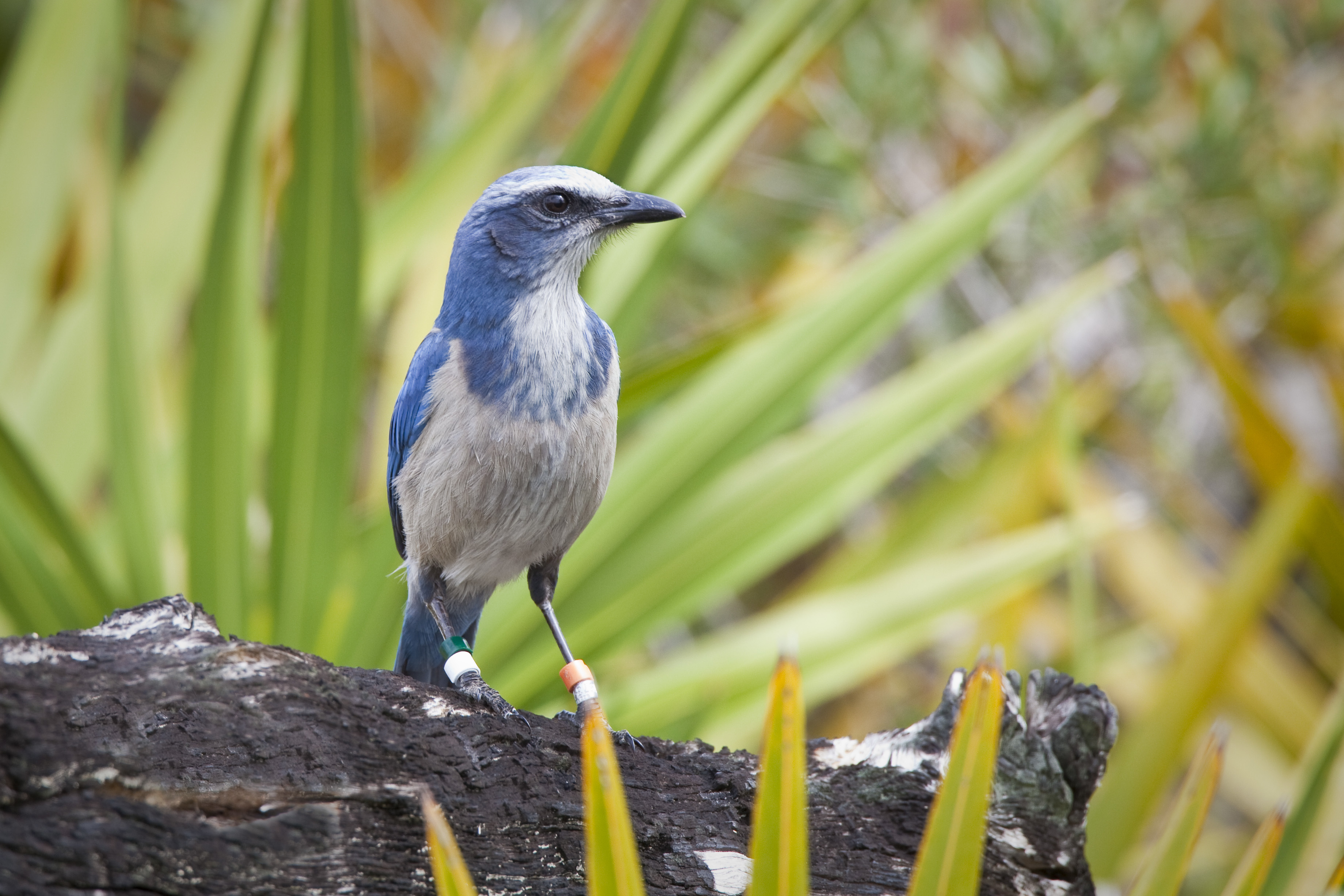 A blue and white bird rests on a log.