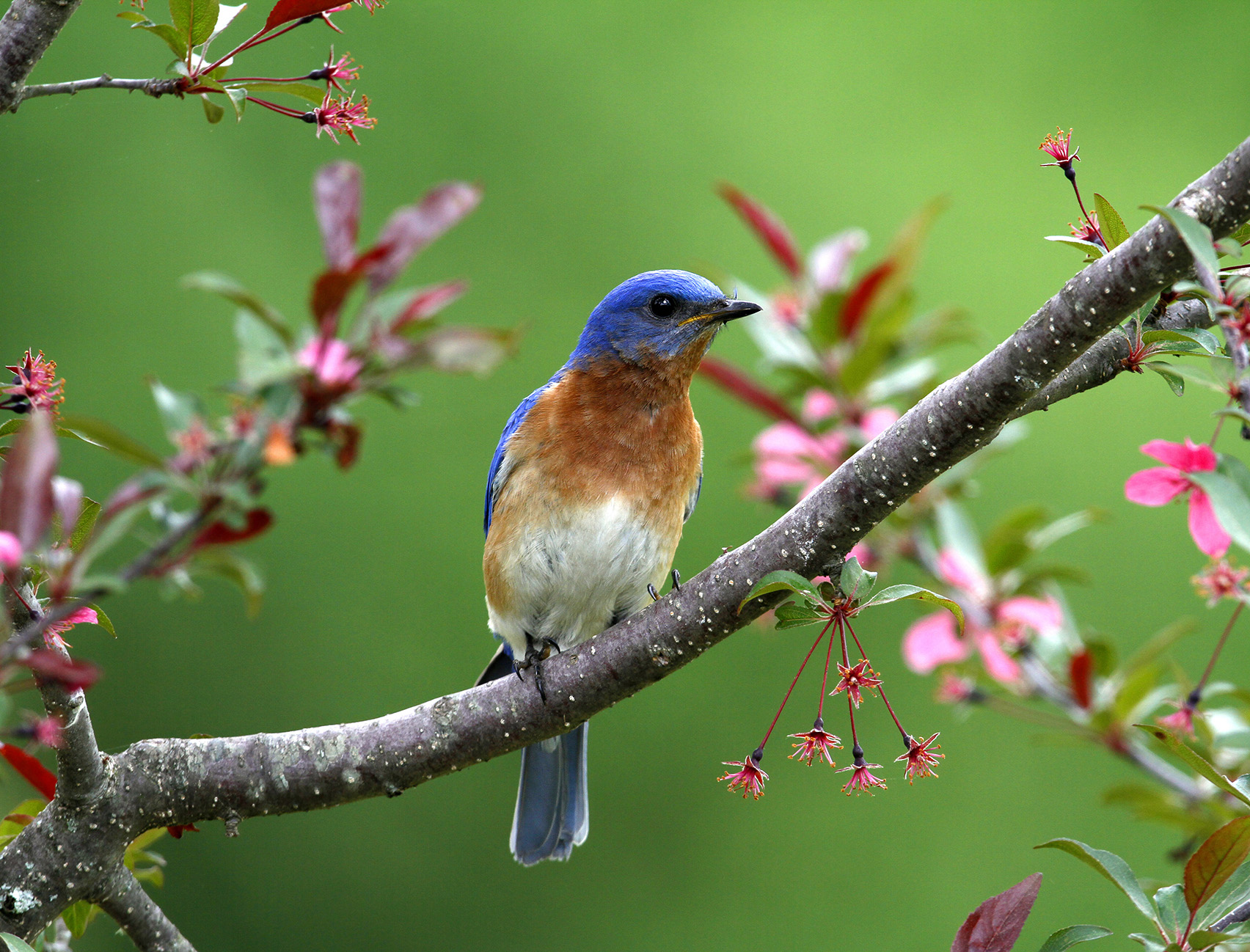 An Eastern bluebird perches on a thin branch.