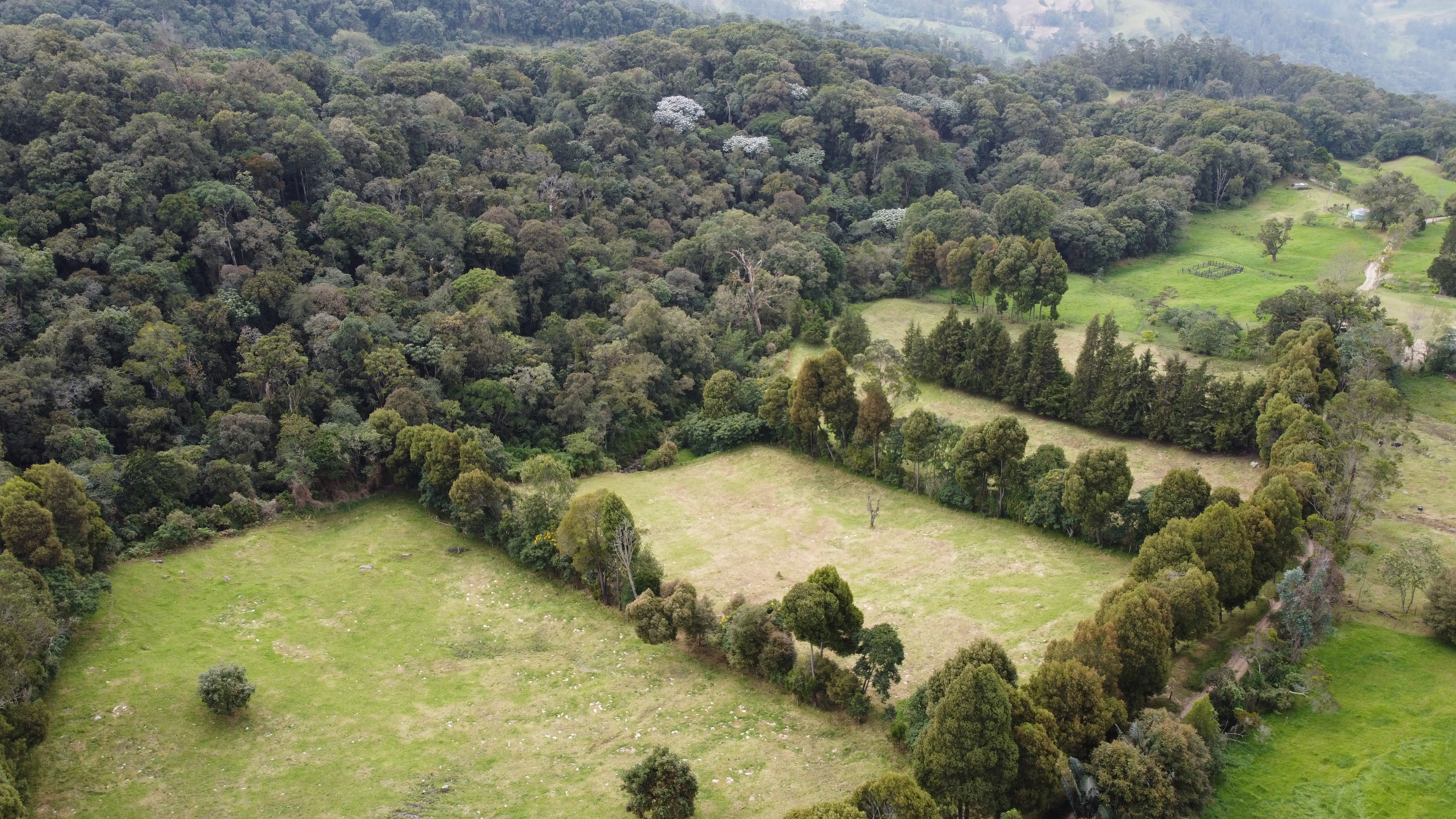 Aerial view of livestock grazing fields surrounded by forests.
