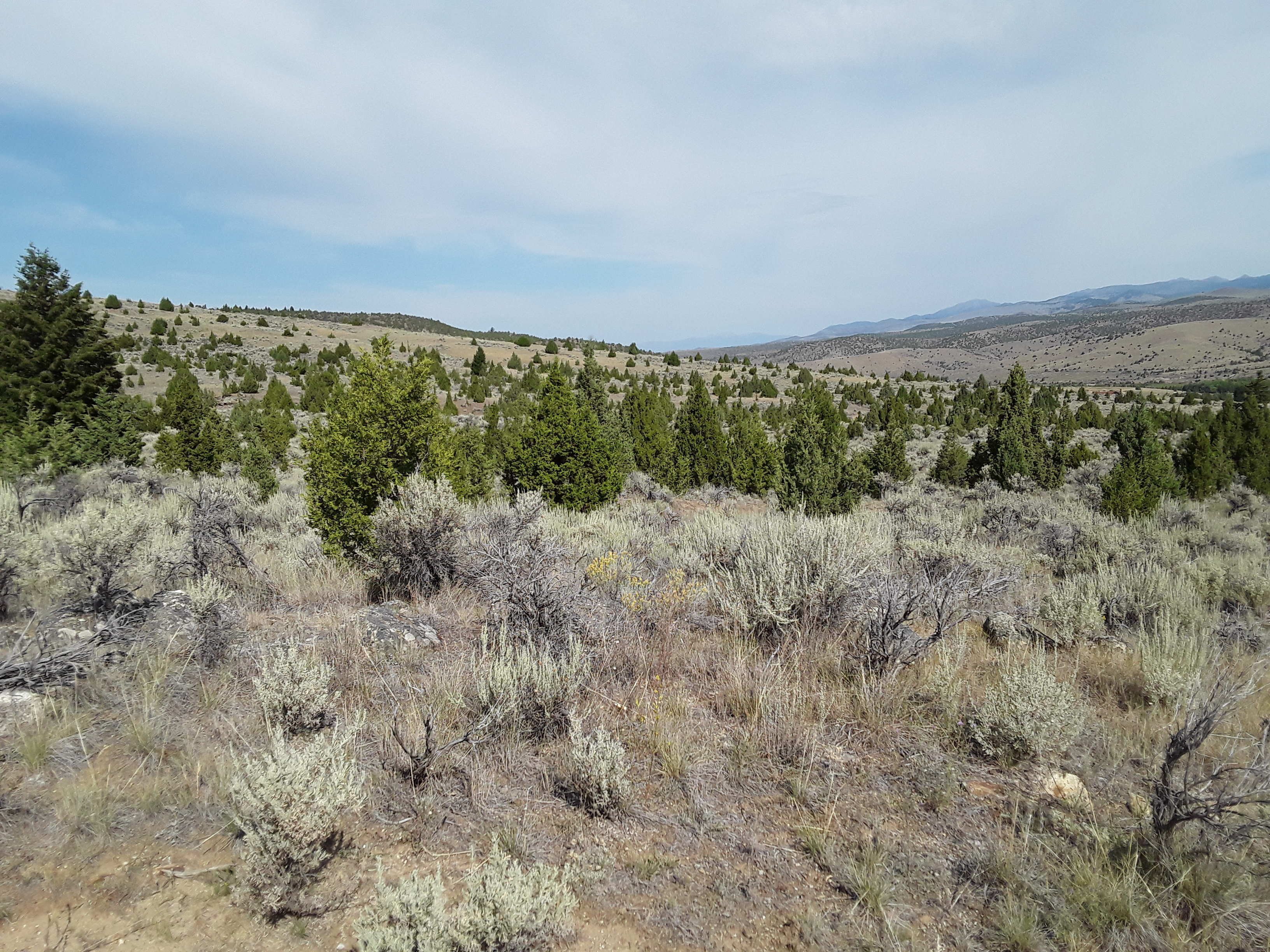 Juniper trees outnumber sagebrush in a landscape photo.