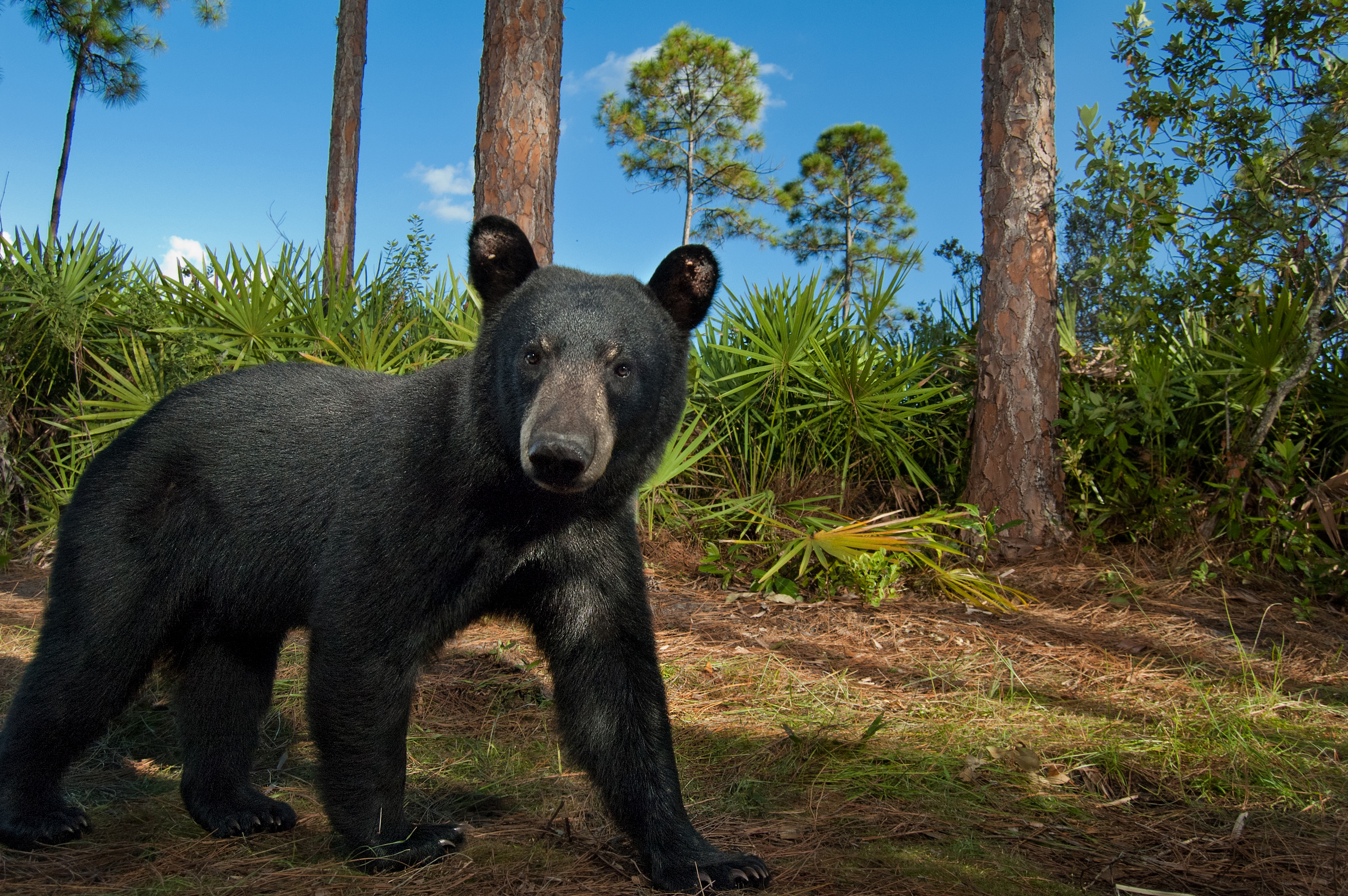 A black bear in a sabal palm savana.