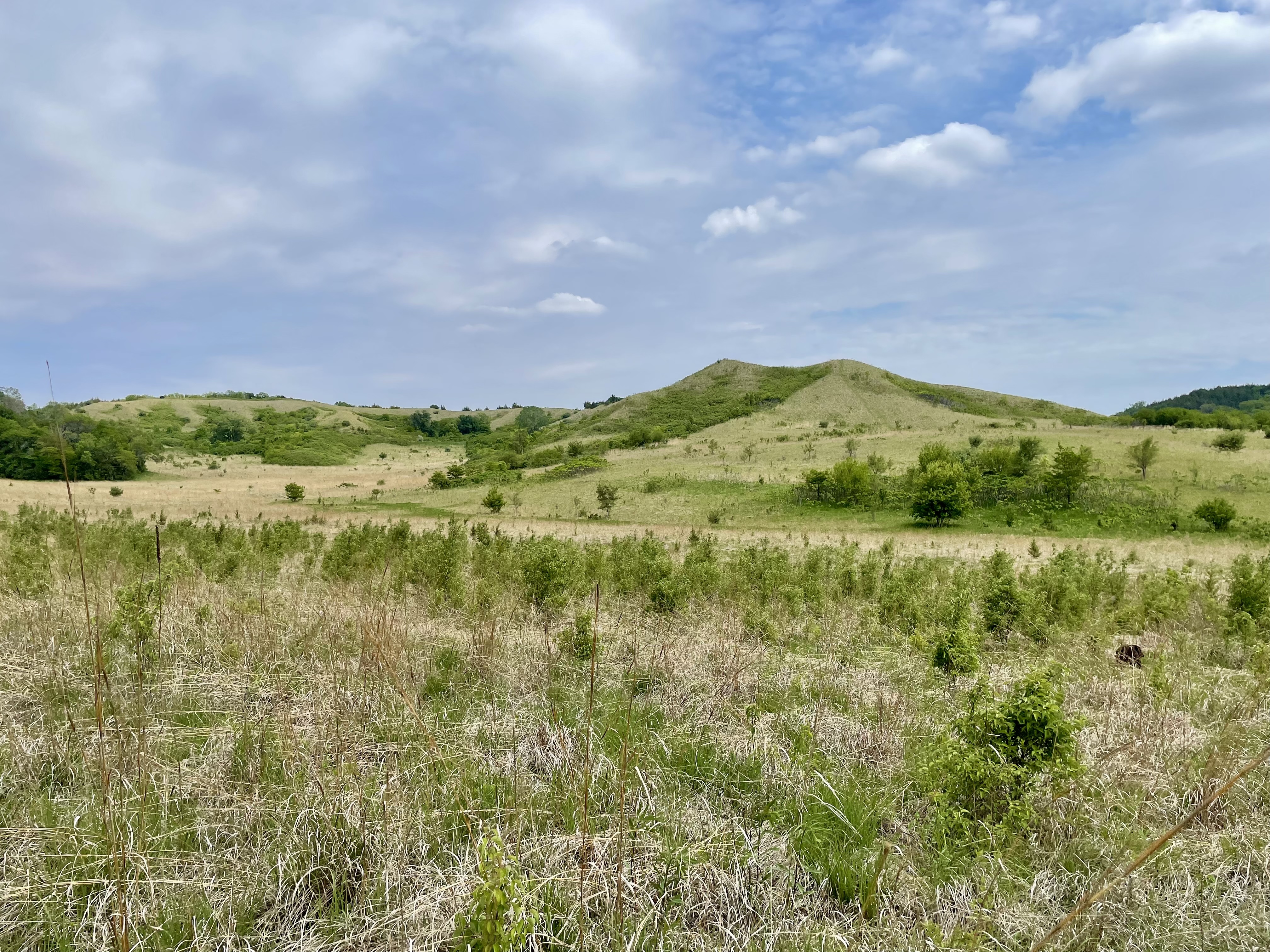 Grassy landscape interspersed with shrubs.