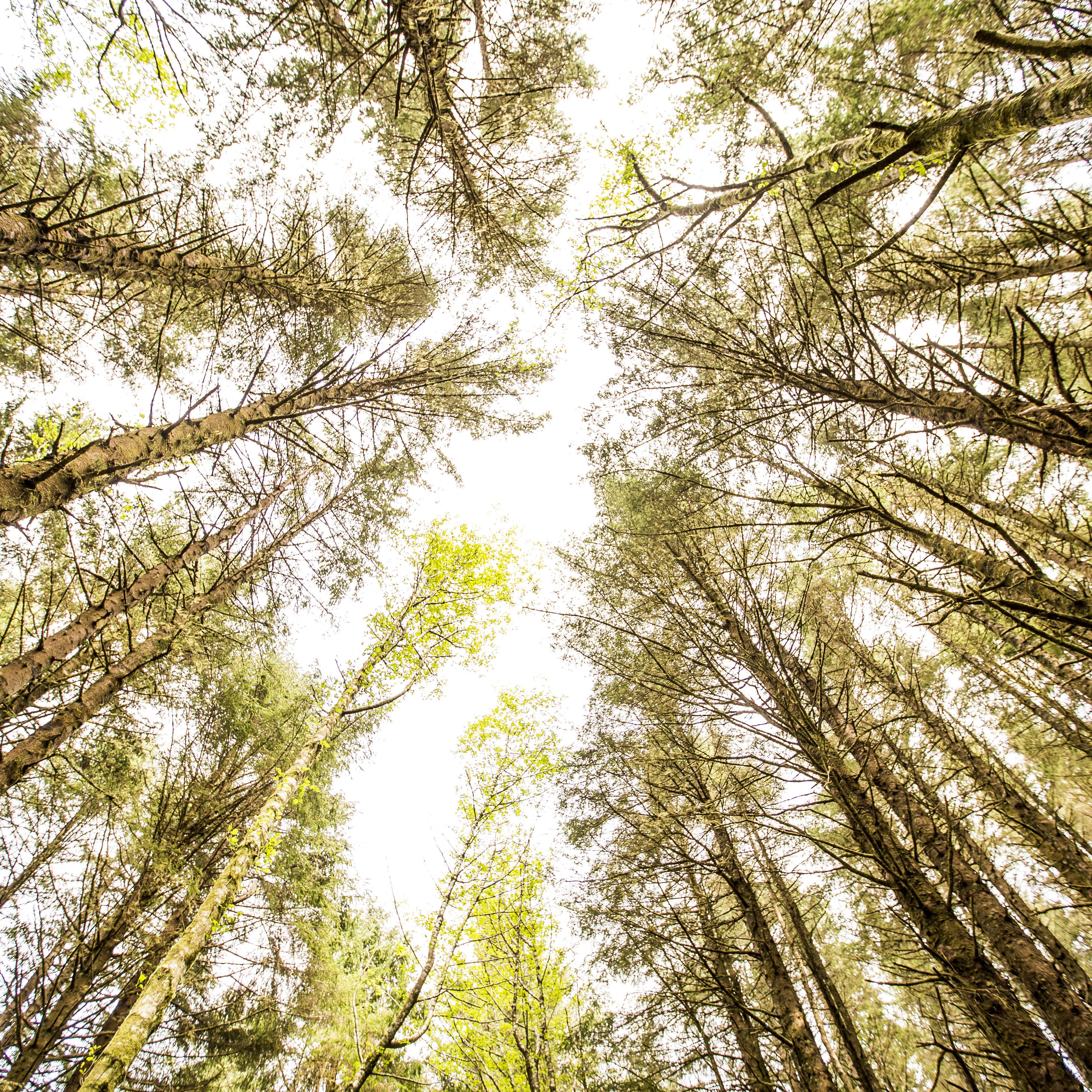 View of a forest from below.