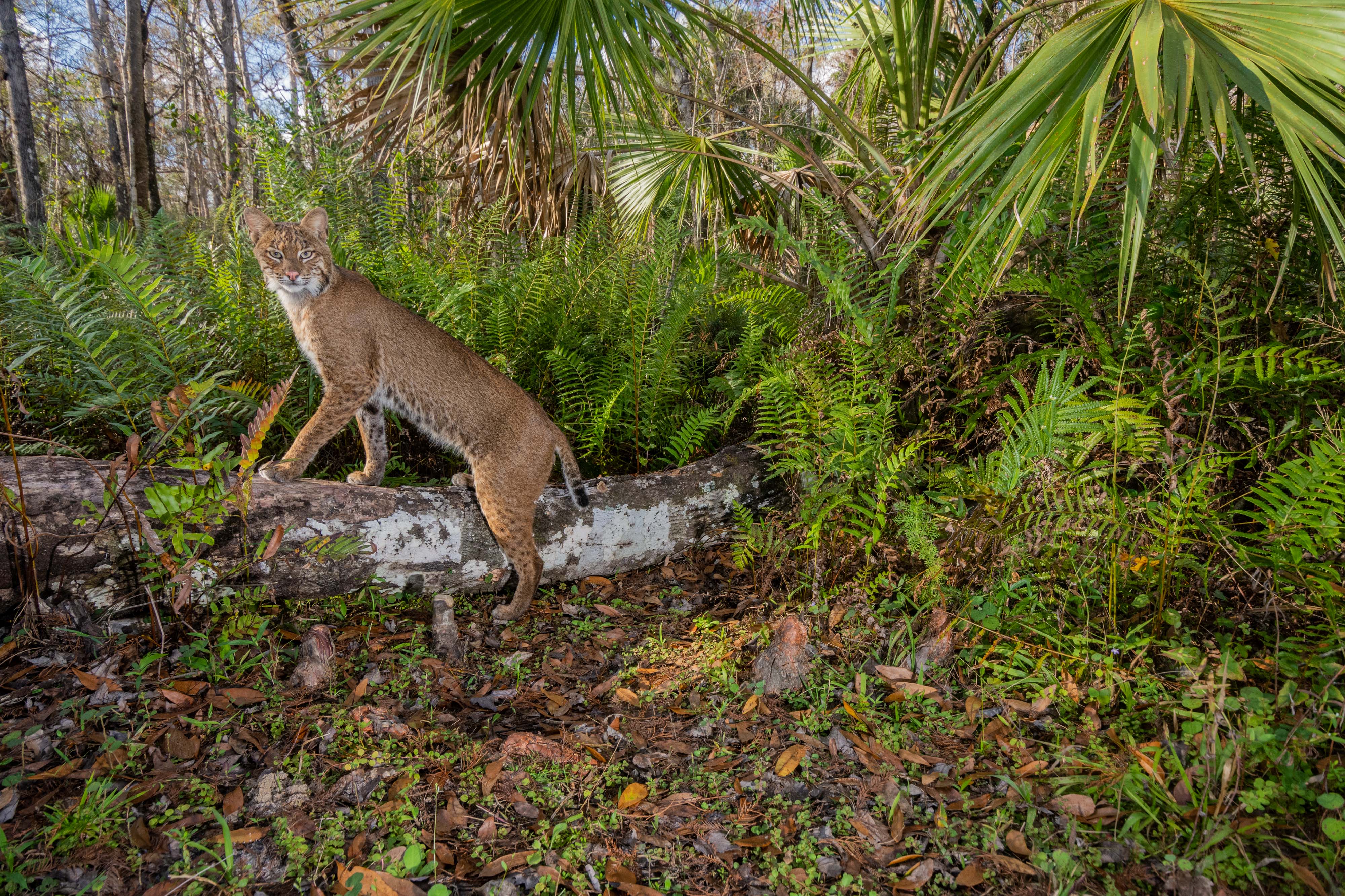 Bobcat on a log