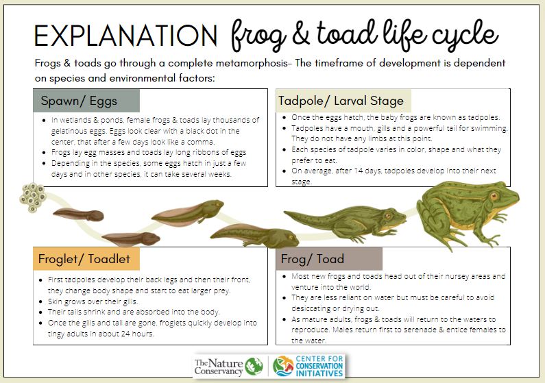 Guide to the four phases of the frog and toad lifecycle; includes a drawing of a bullfrog.