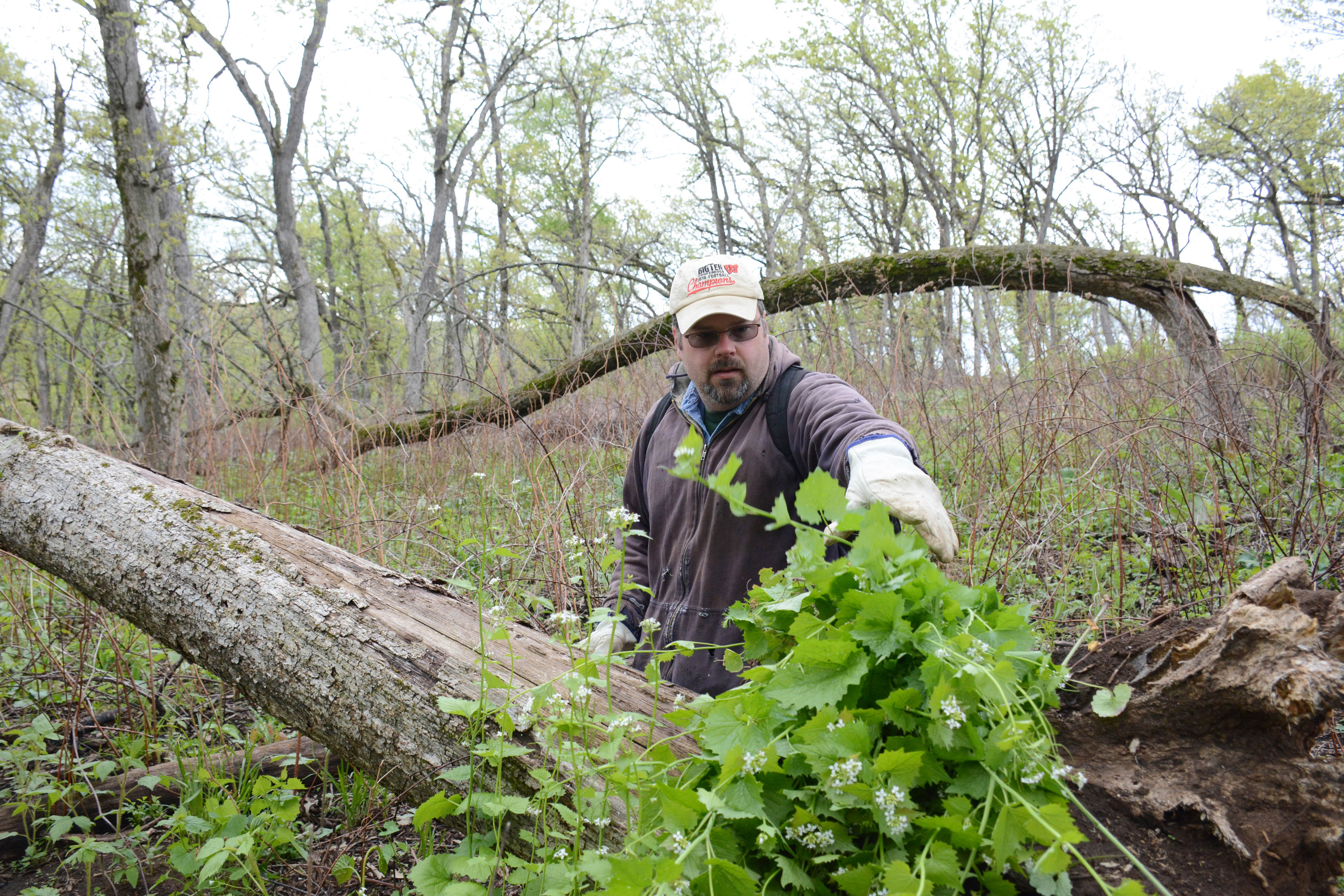 Man piles up leafy invasive plants in the spring woods
