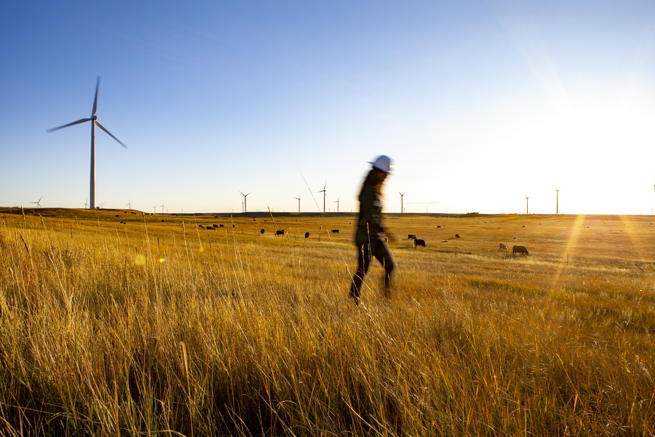Person walks at sunset through wind farm. 