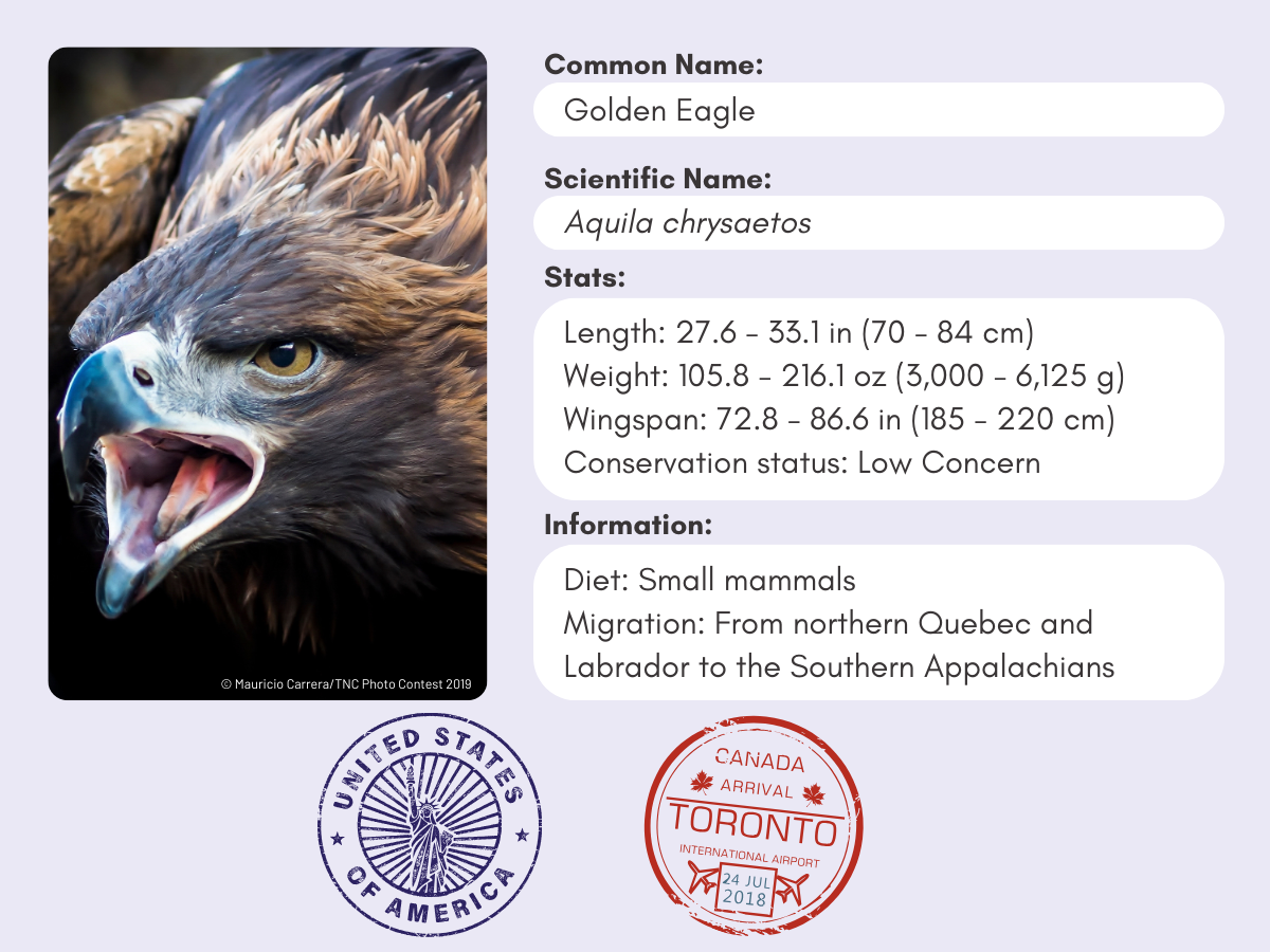 Info card for the Golden Eagle.
