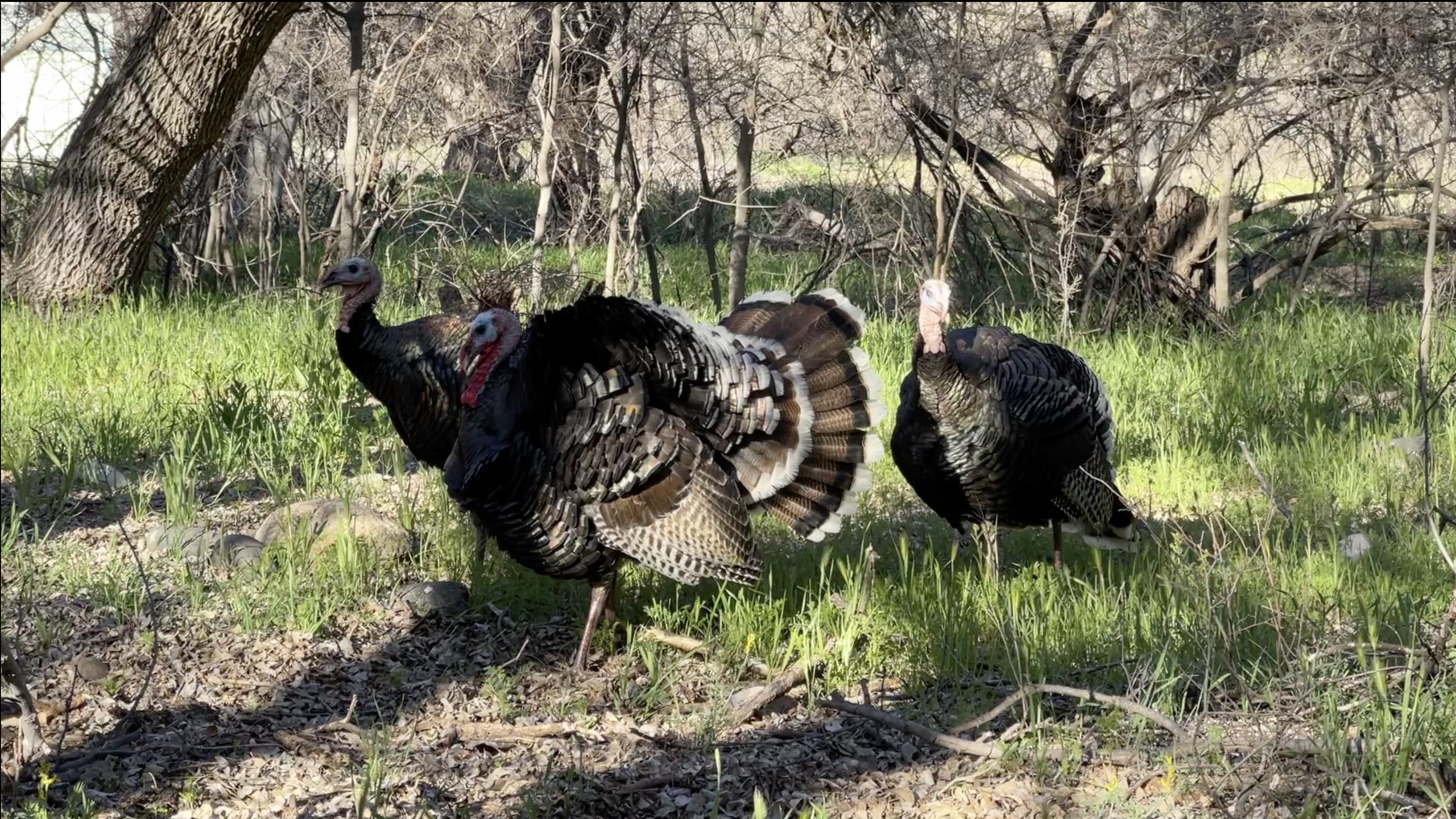 Three turkeys stand together in a green grass area with trees behind them.