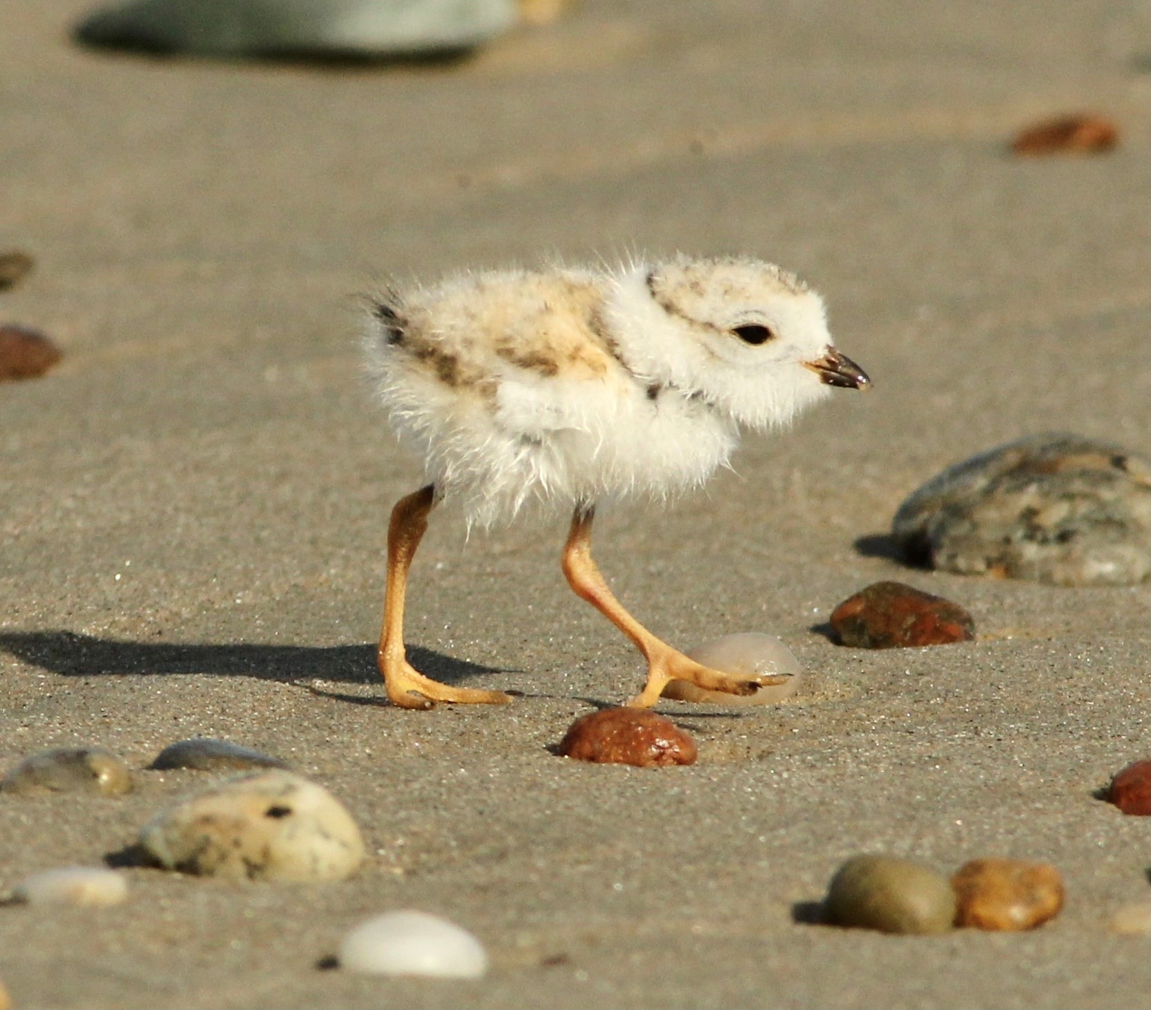 A fluffy brown and white plover chick with long orange legs hunts on a wet, sandy beach.