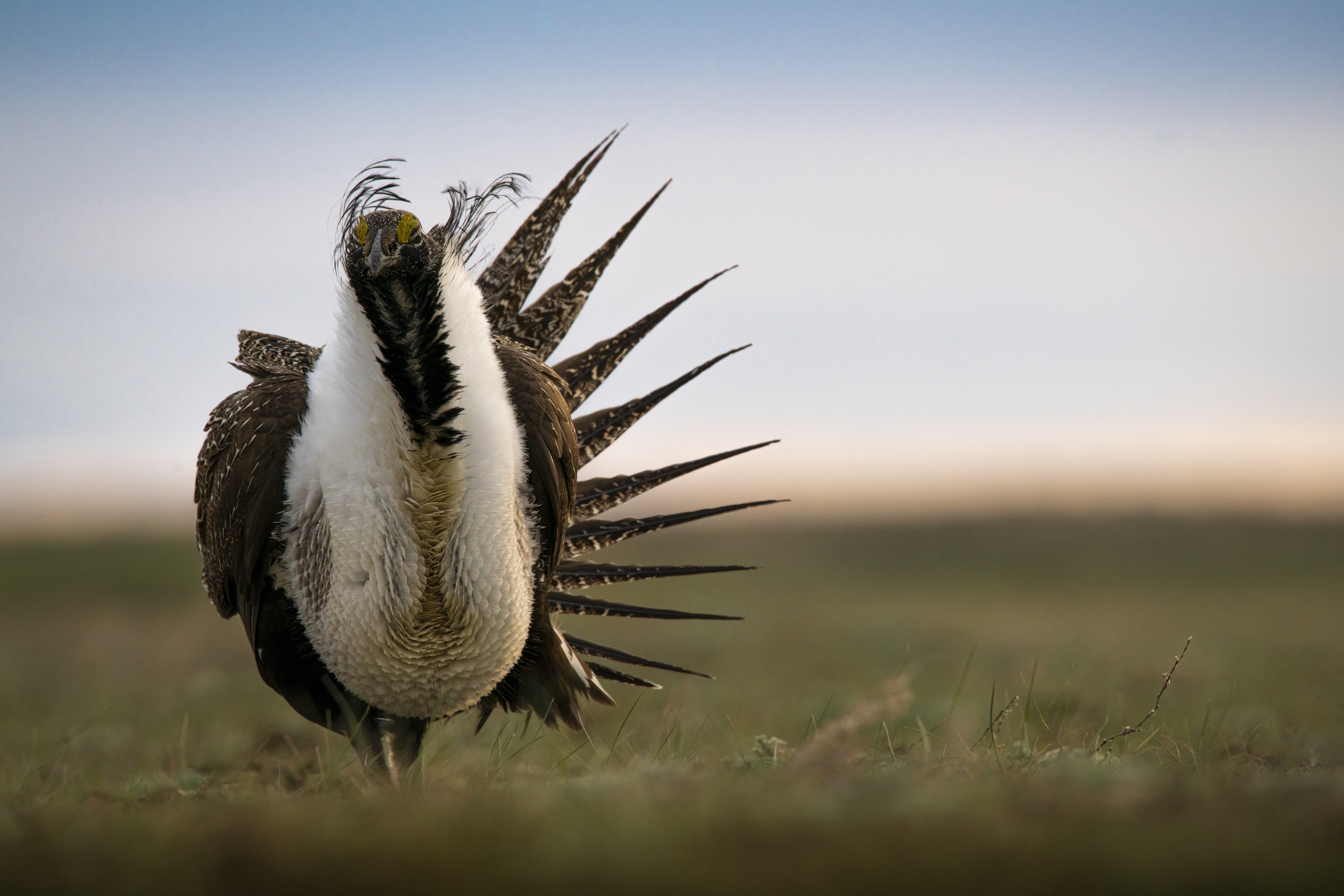 A sage grouse bird stands tall on a field of grasslands.