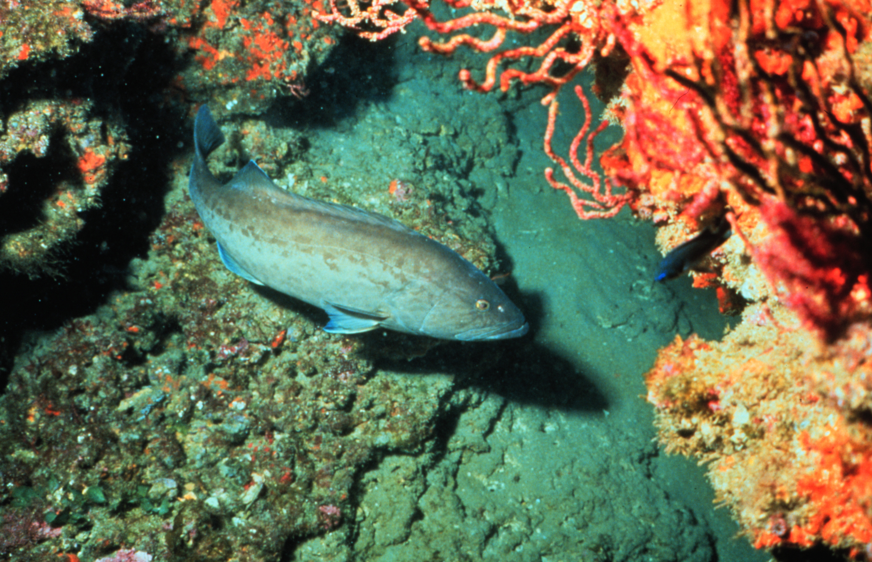 A blue-ish colored fish swims over a sea floor.
