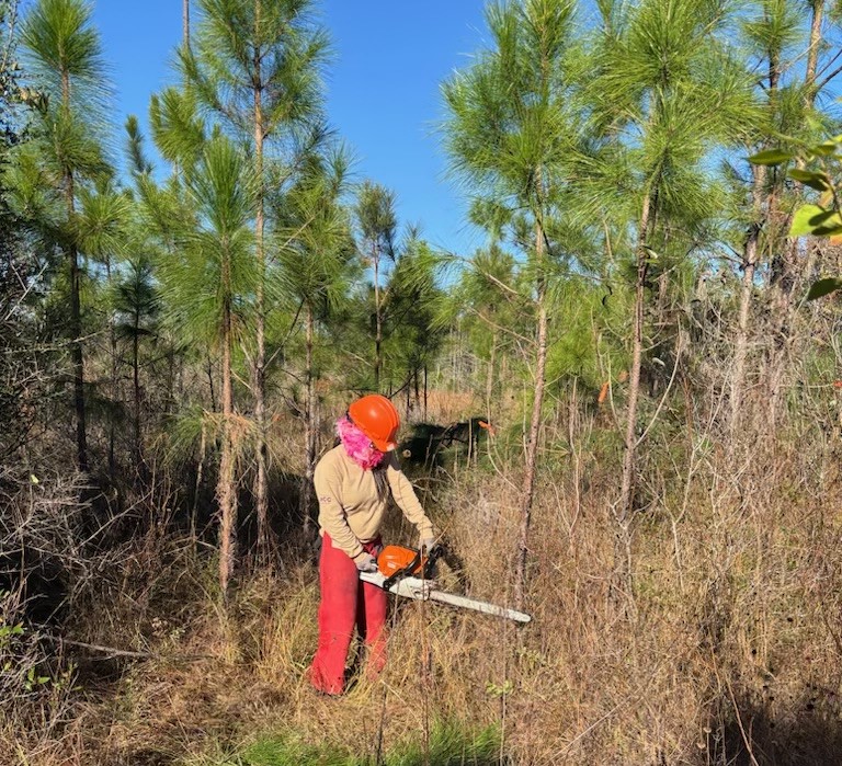 A person wearing orange pants and an orange hard hat uses a chainsaw to remove brush.