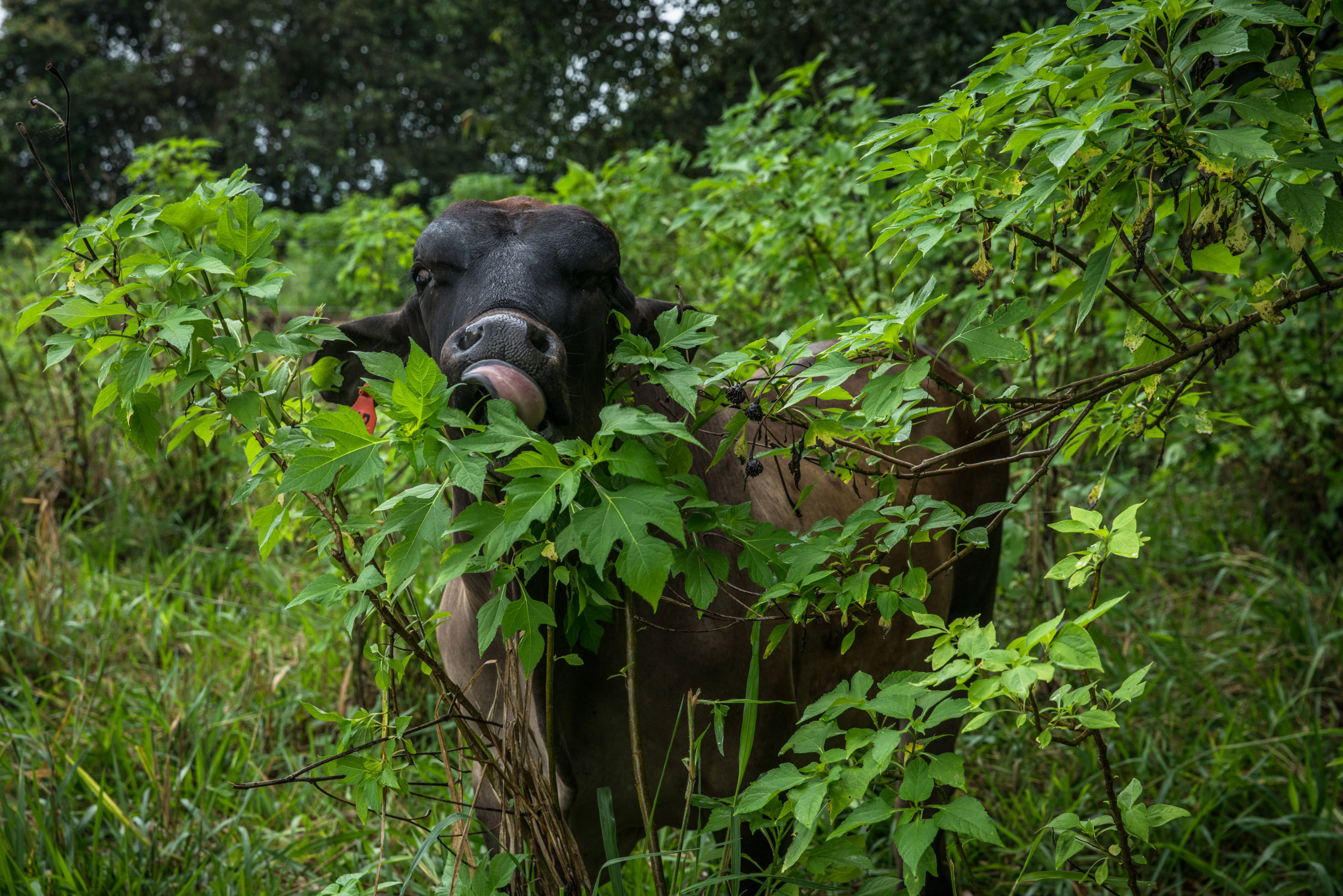 una vaca se alimenta de plantas