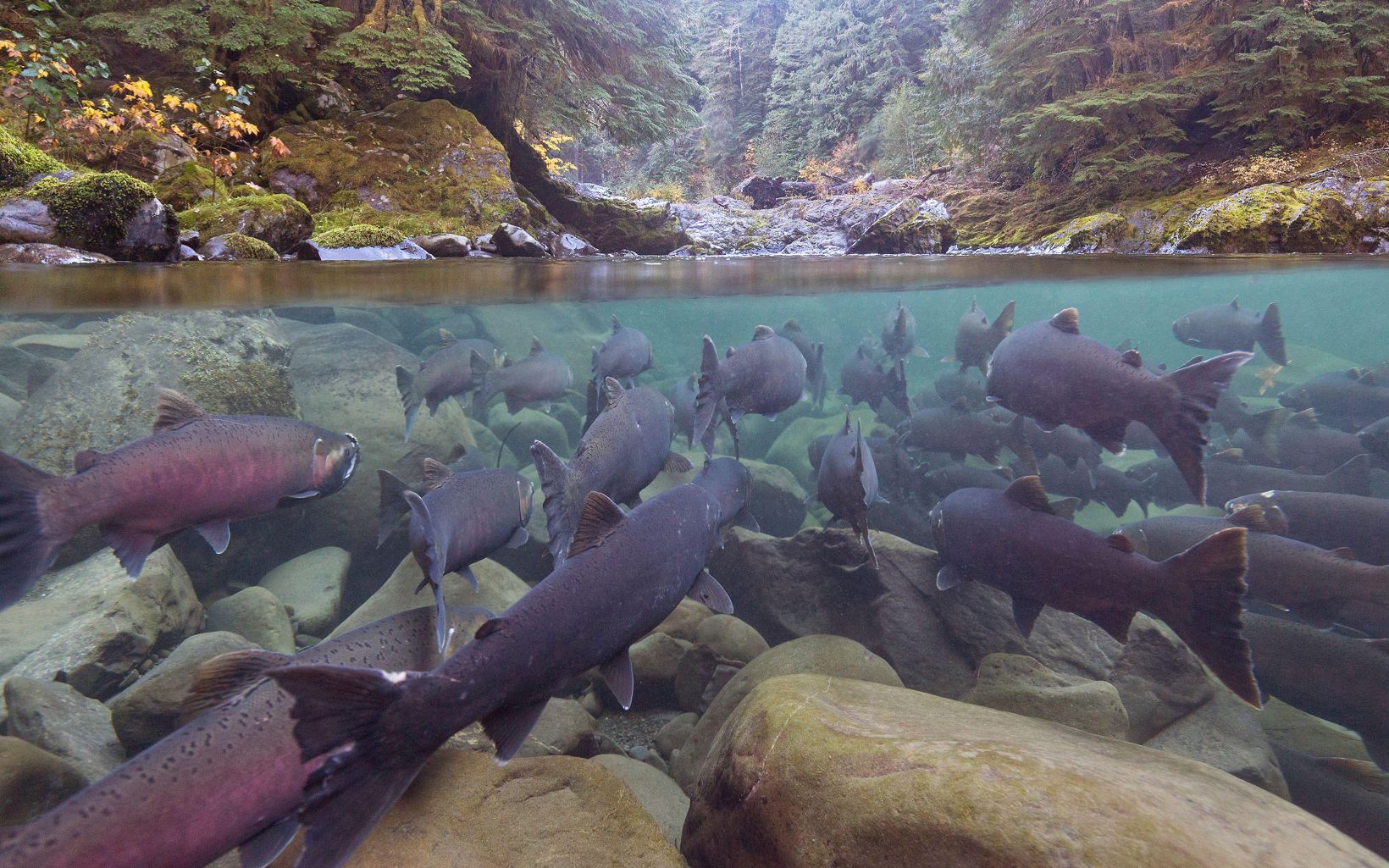 An underwater image features a group of gray fish swimming up a stream.