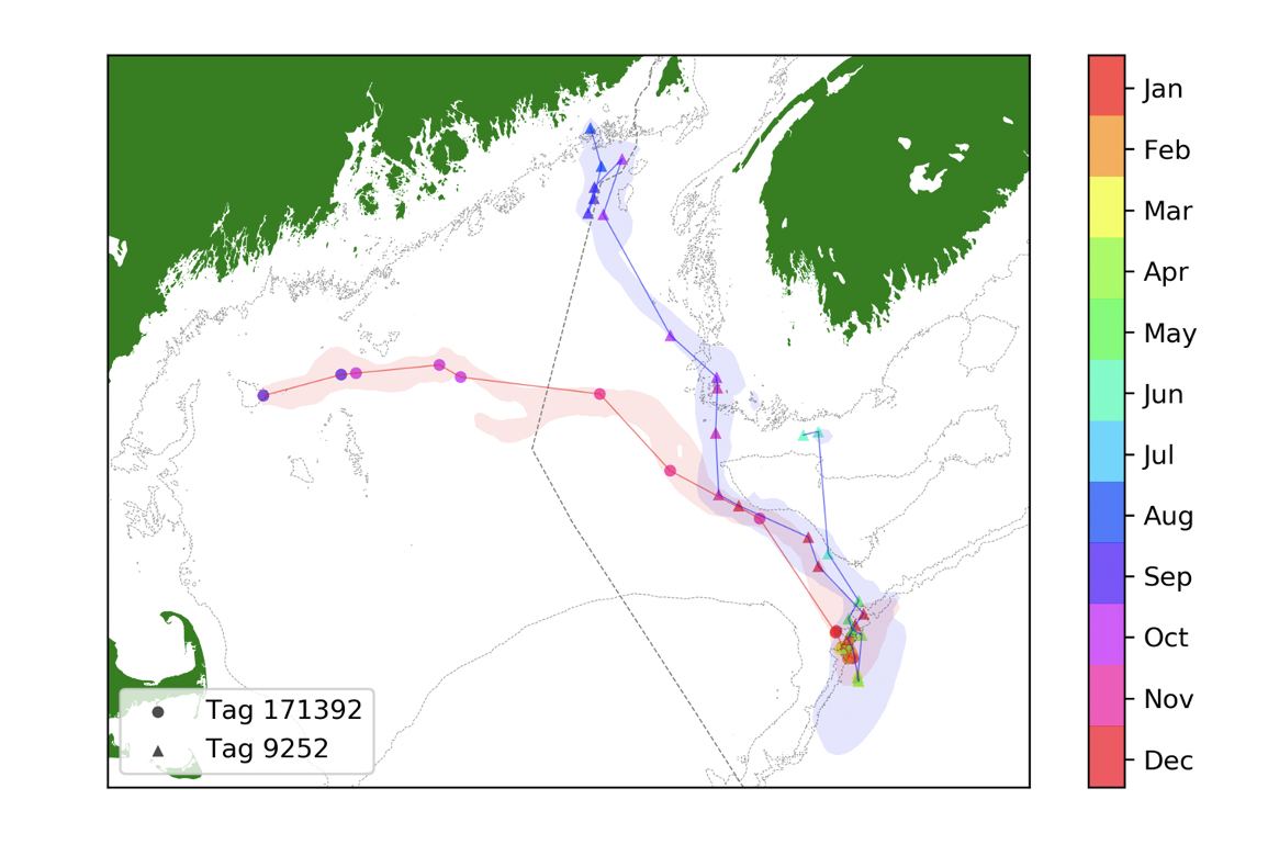 A graph overlaid on a map showing tracked halibut in the Gulf of Maine
