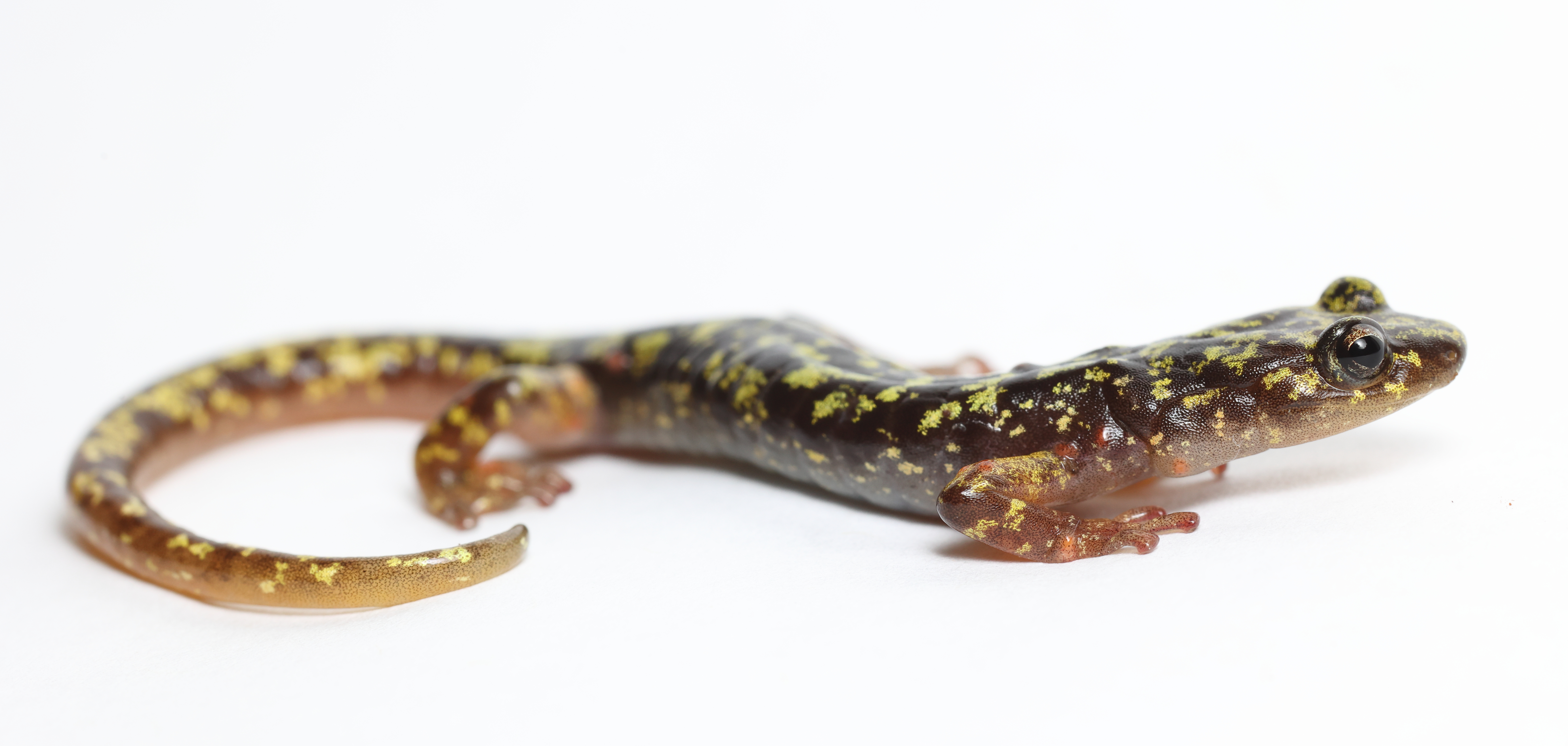 Hickroy Nut Gorge green salamander on a white background.