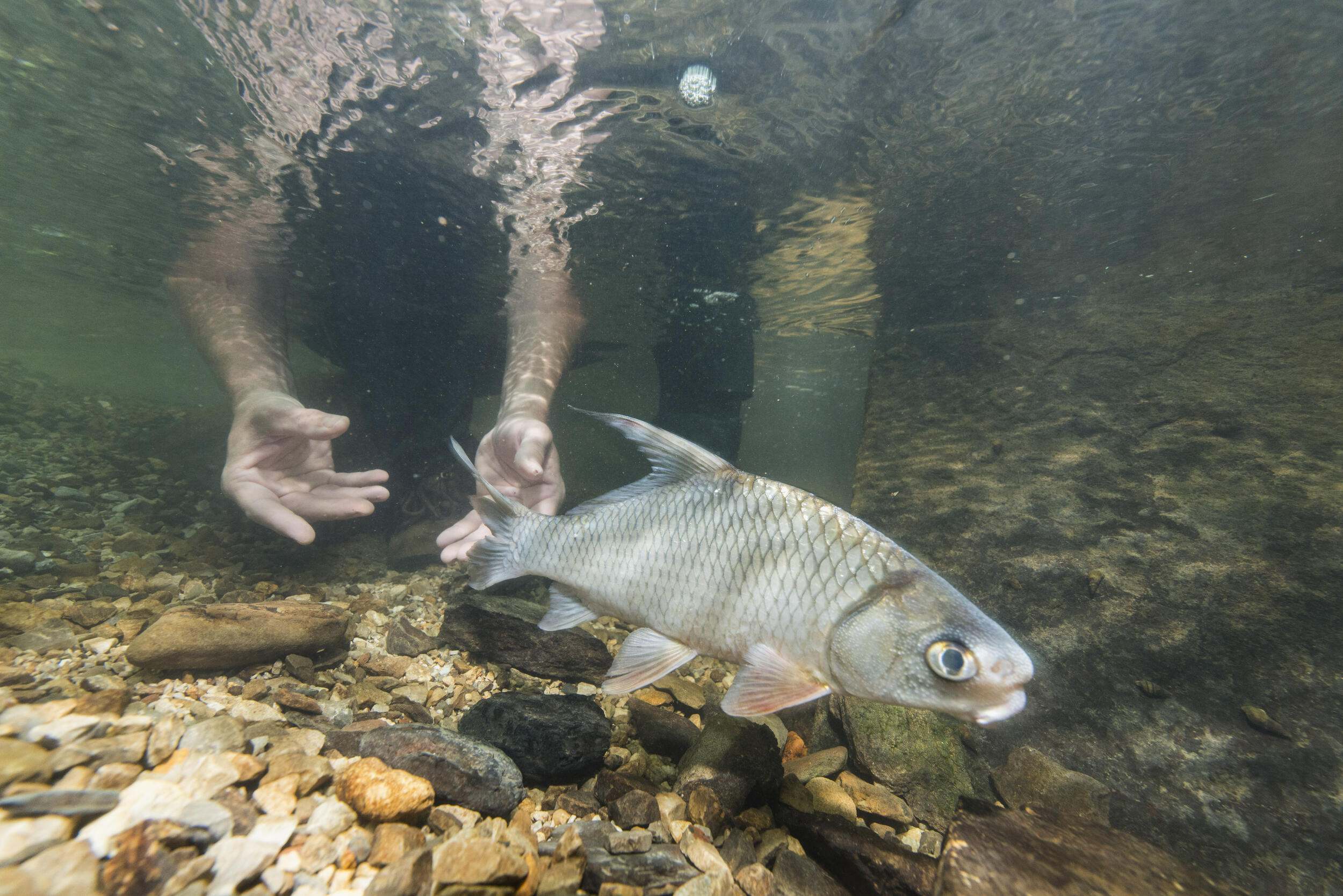 Two arms reach under water to catch a fish.