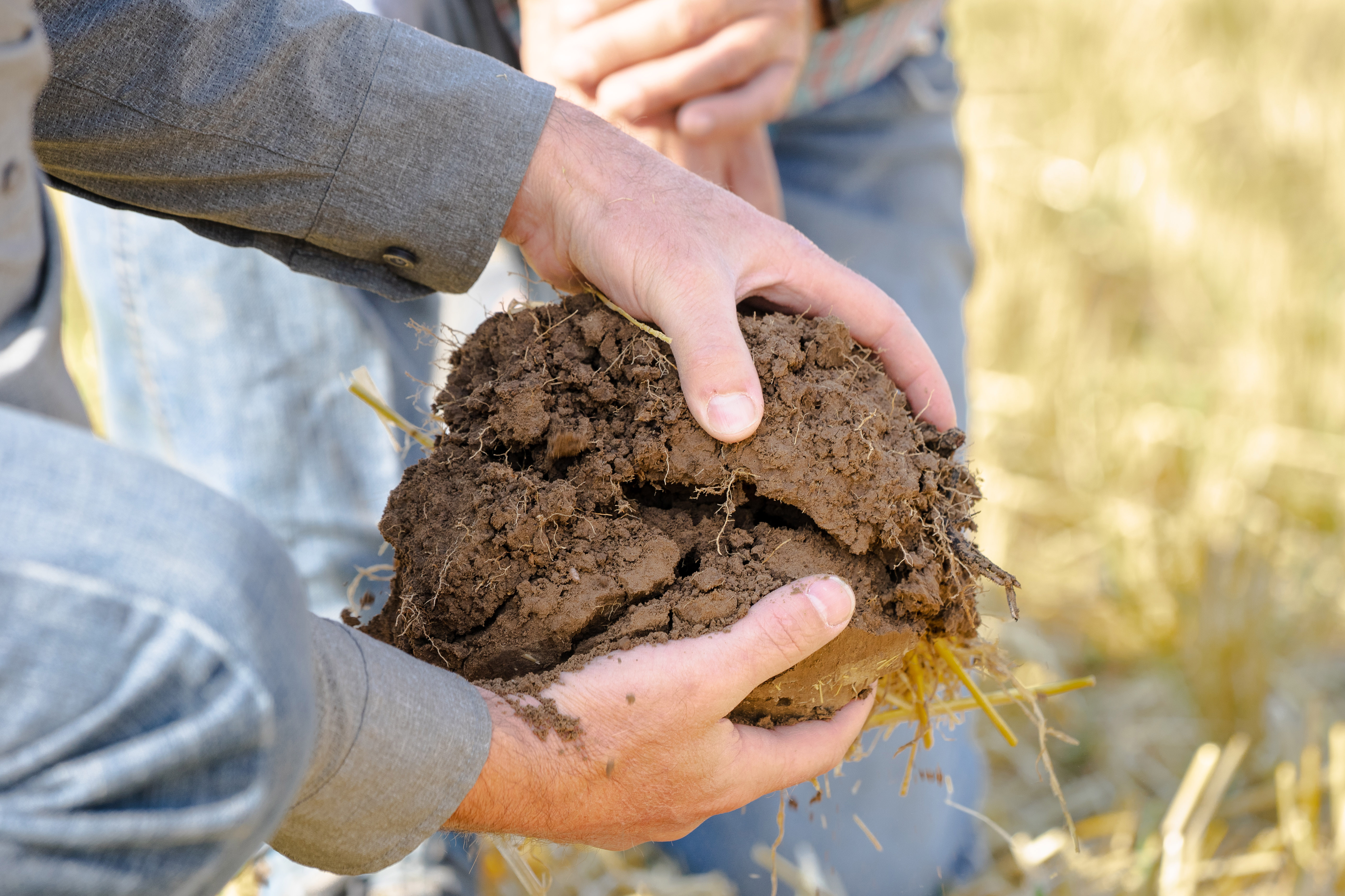 Hands holding soil.