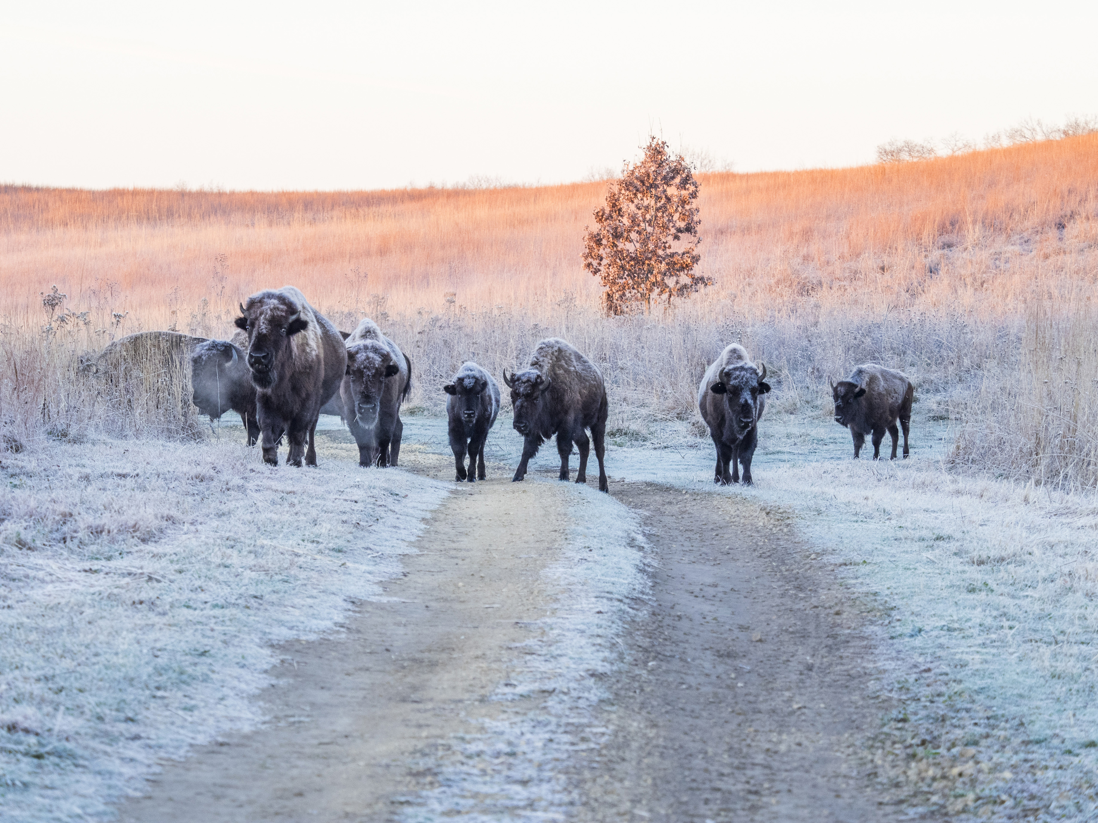 A group of large brown bison walk along a snowy path.