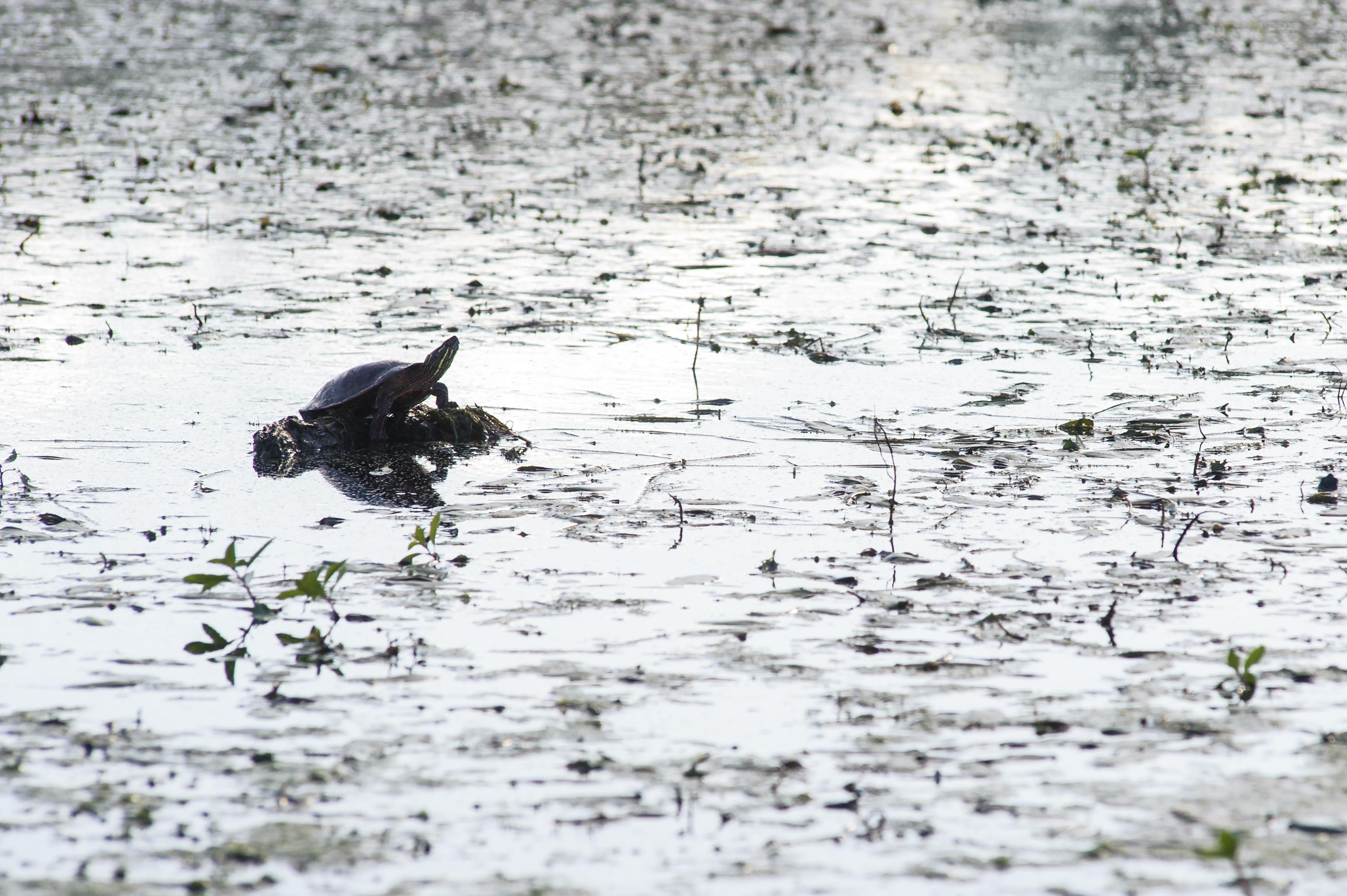 A turtle rests on a log surrounded by water.