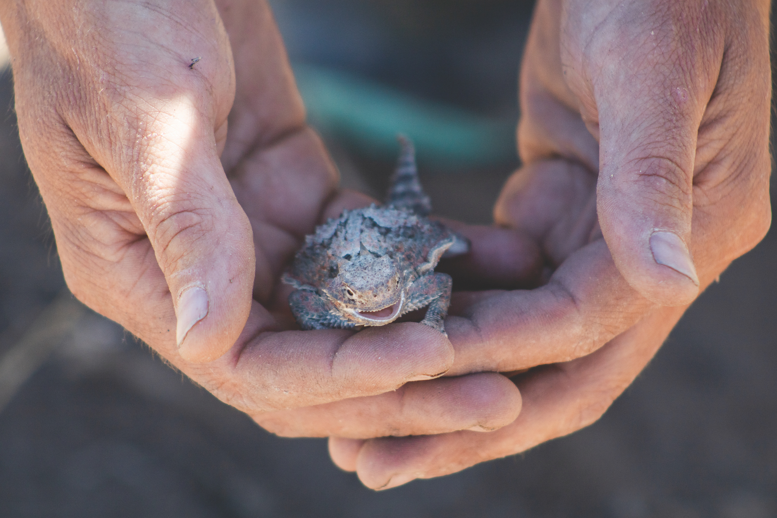 A pair of hands hold a lizard.