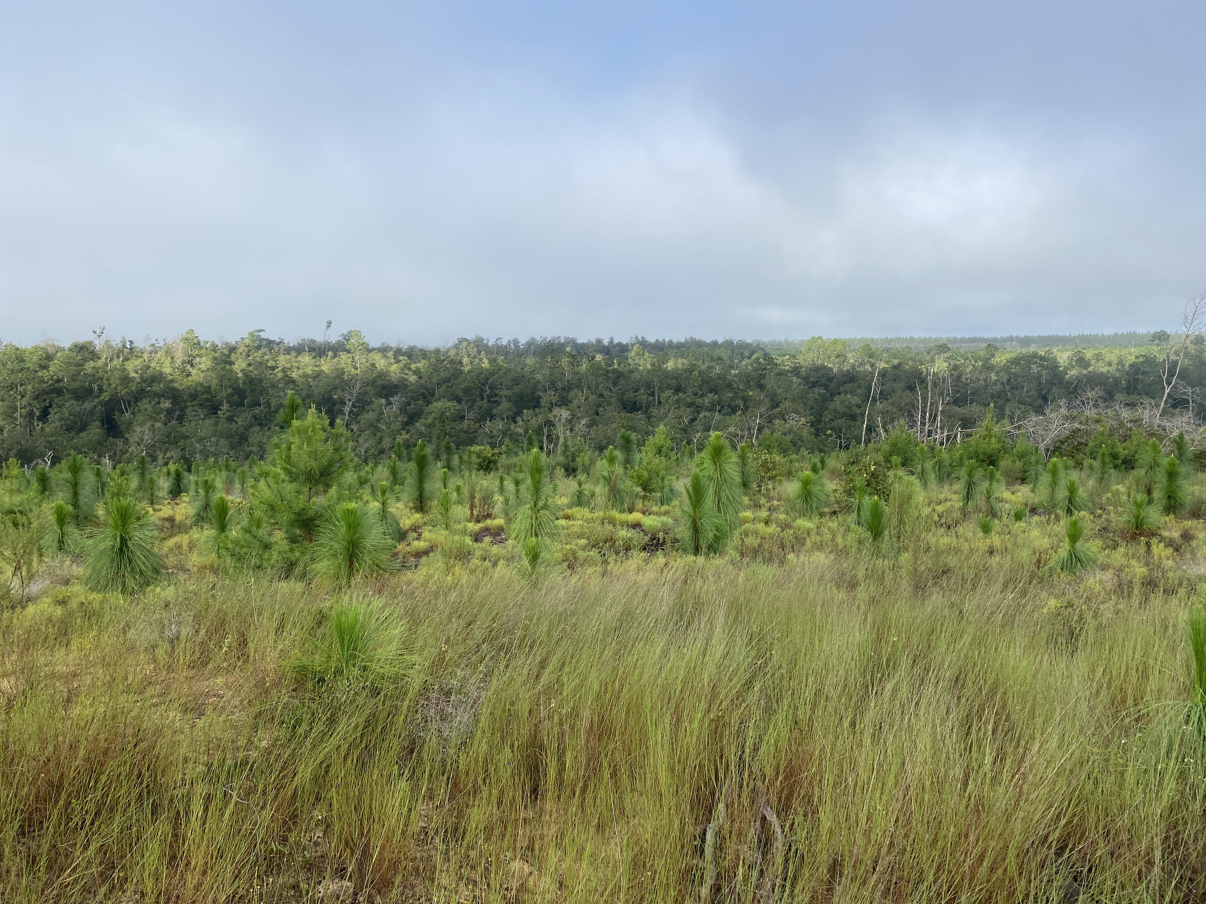 Green, lush landscape with young longleaf pine trees peeking up above the grass.