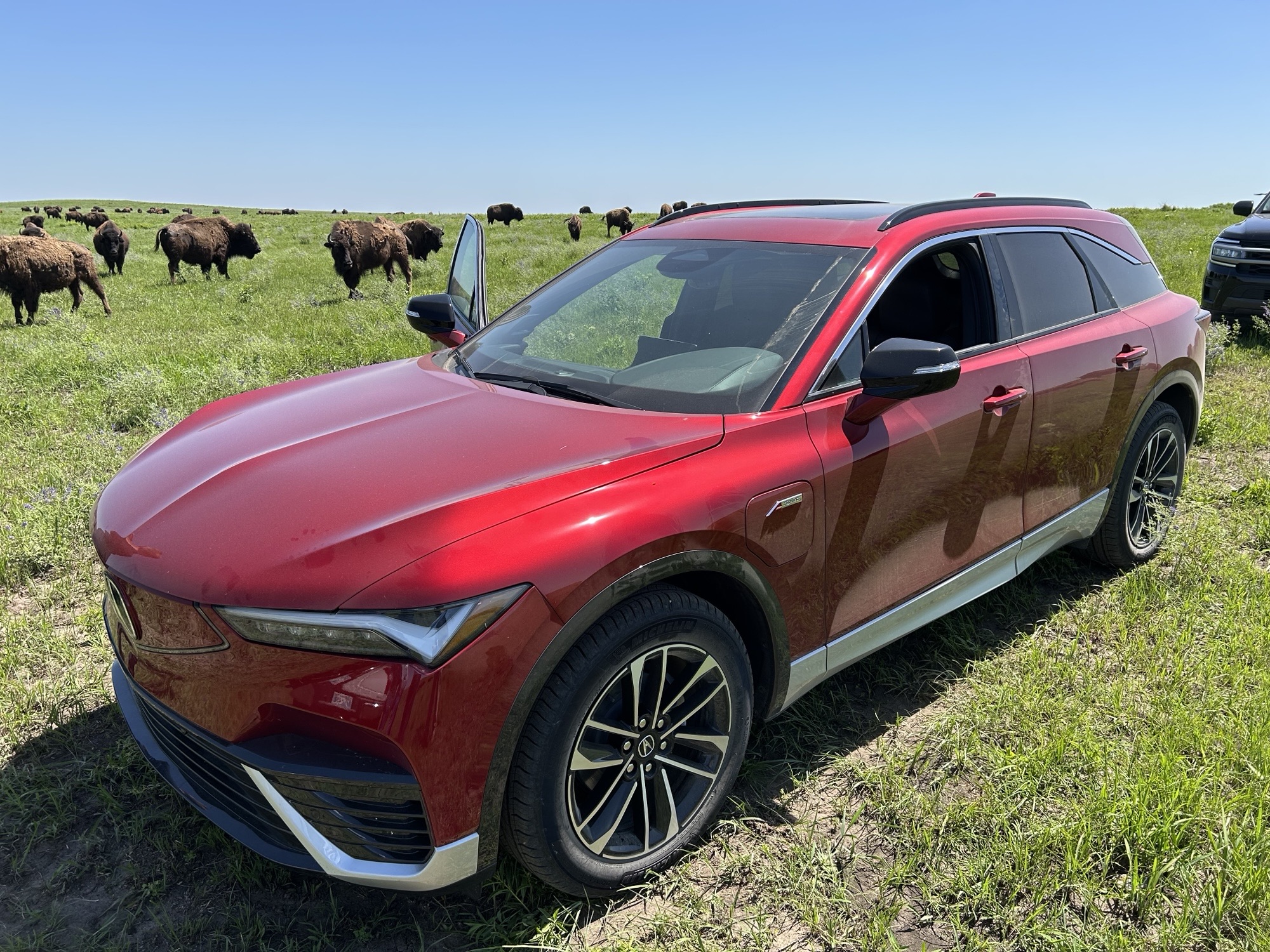 Red EV SUV is parked on a preserve with bison present.