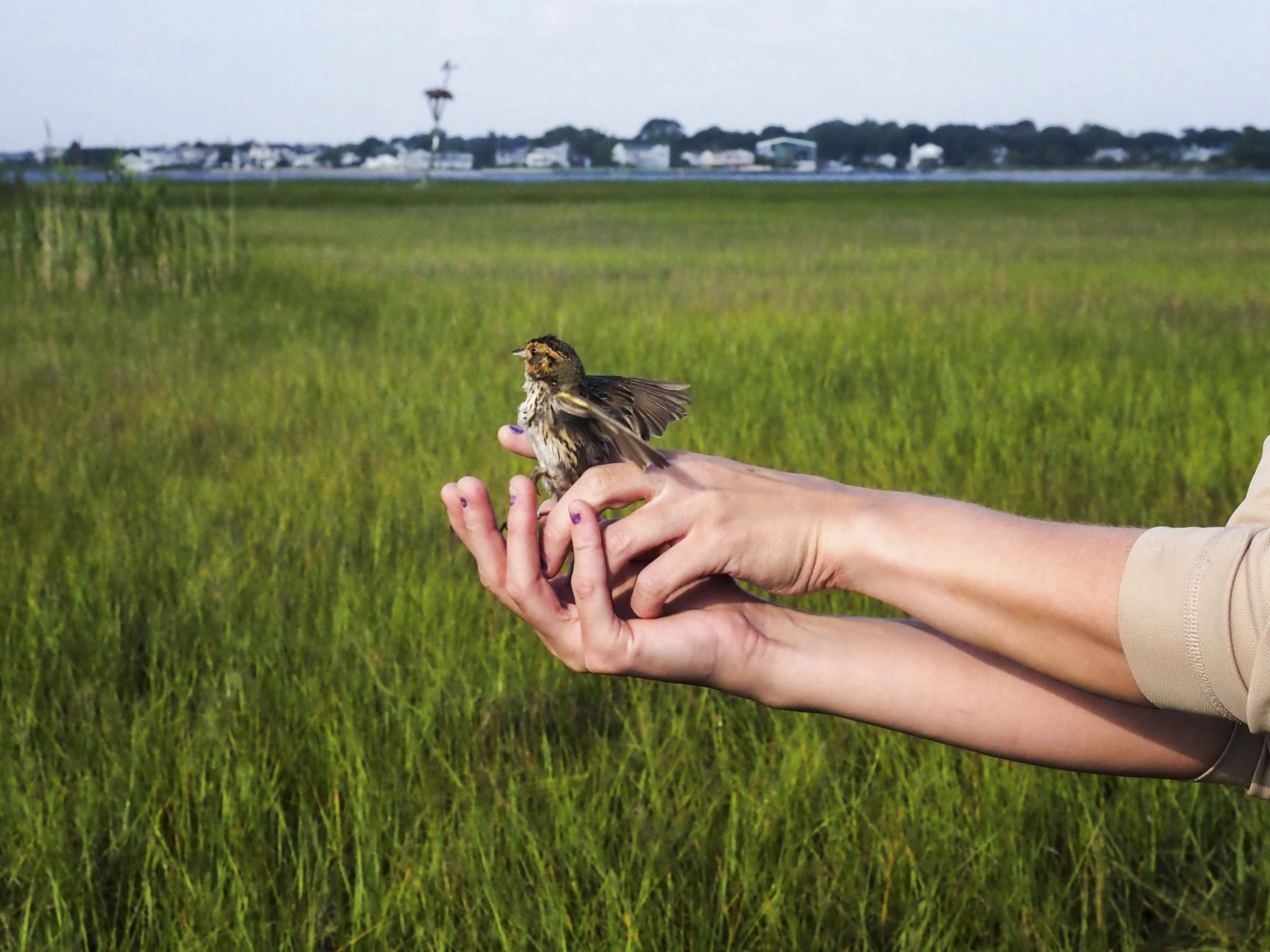 A bird emerges from two human hands.