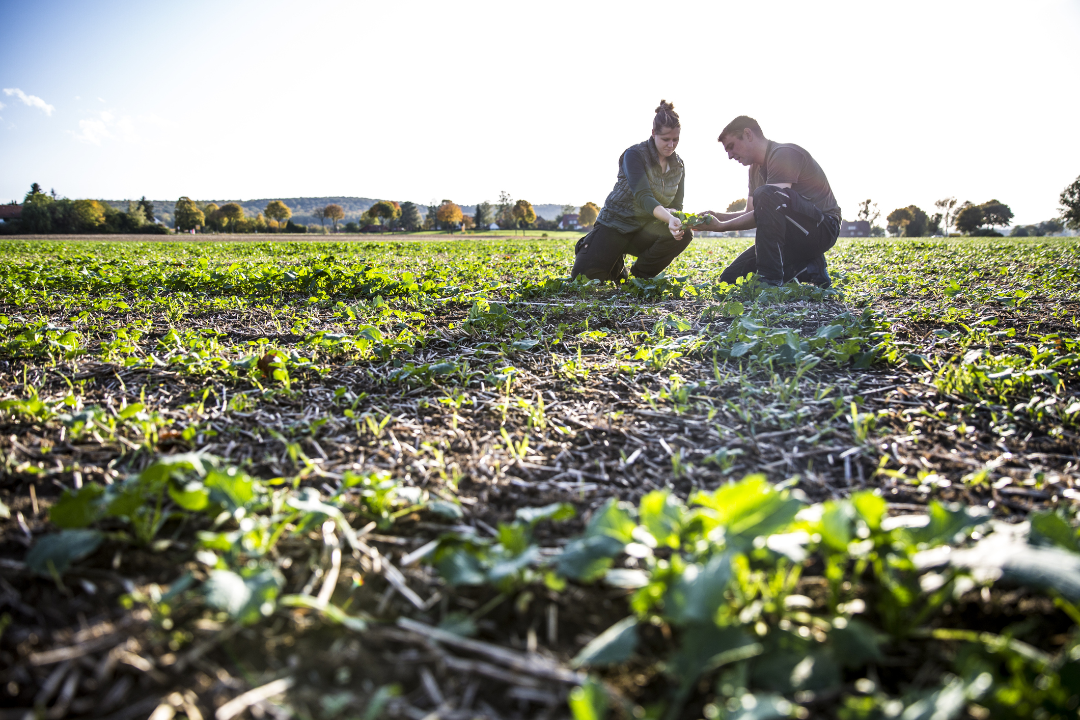 Two people kneeling together in a field observing plants.