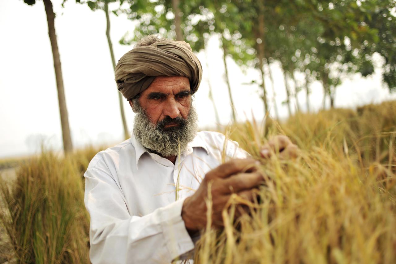 a man inspects grain crops