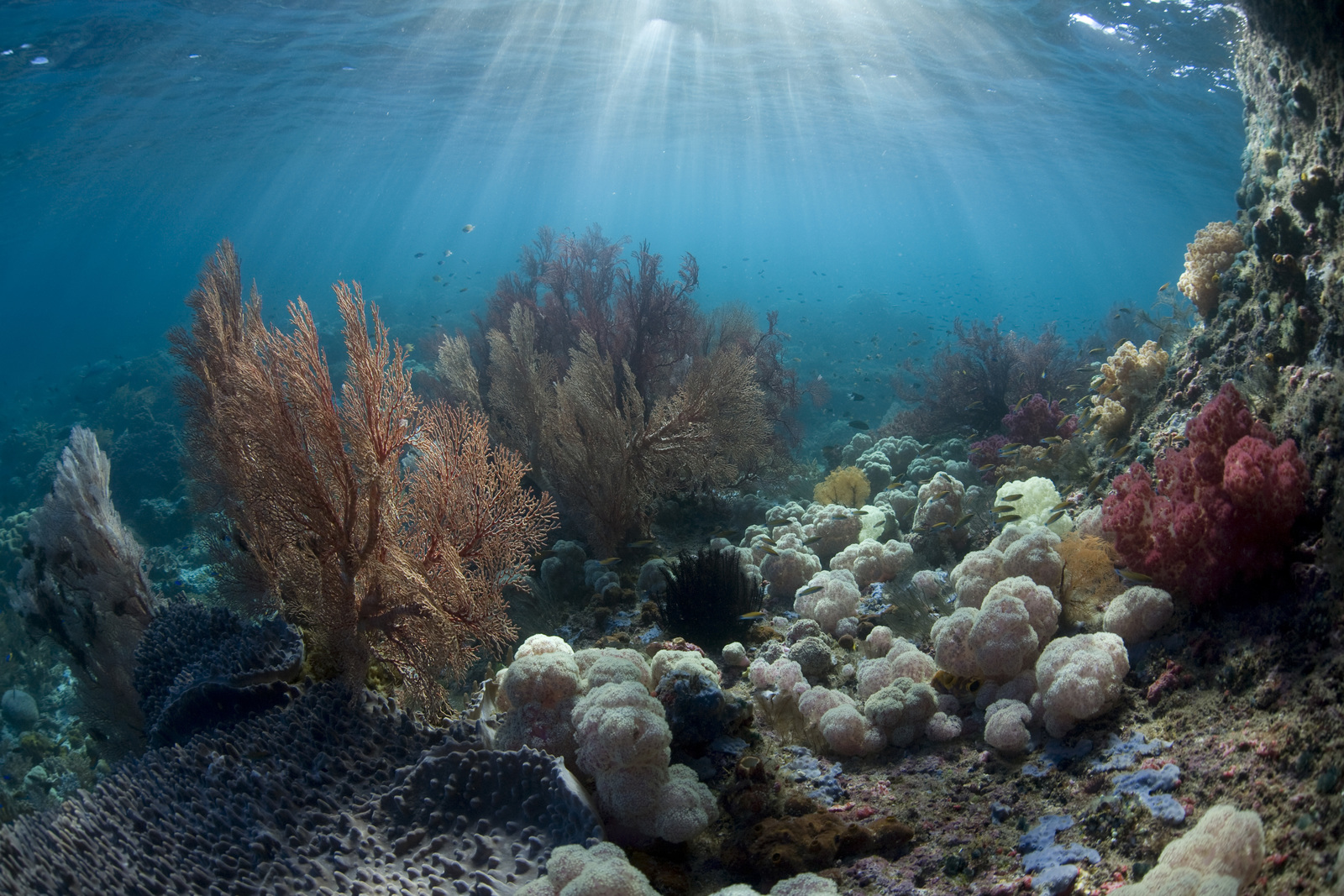 Underwater view of a coral garden with the sun's rays reaching down from the water's surface.