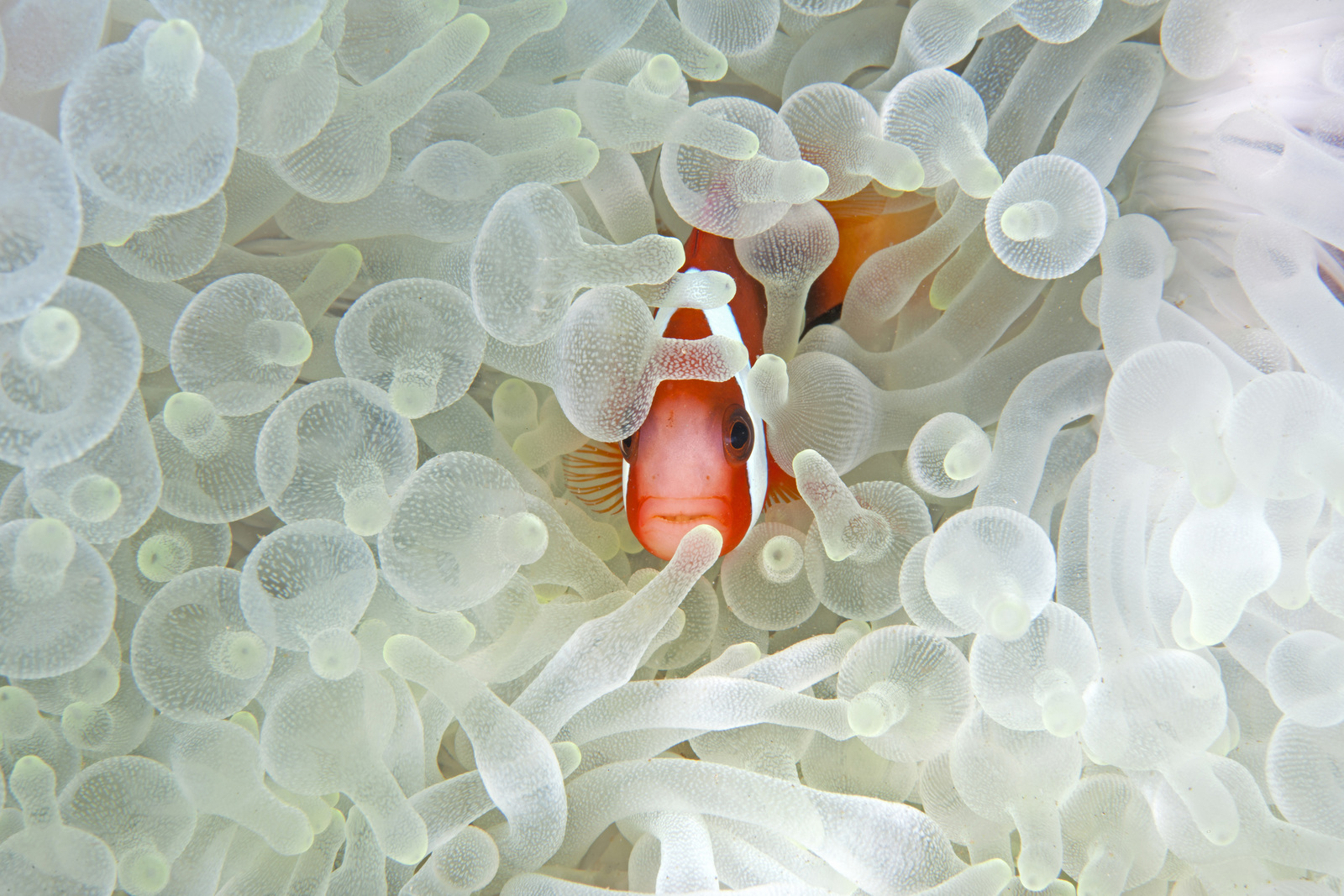 a clownfish peaking through an anemone.