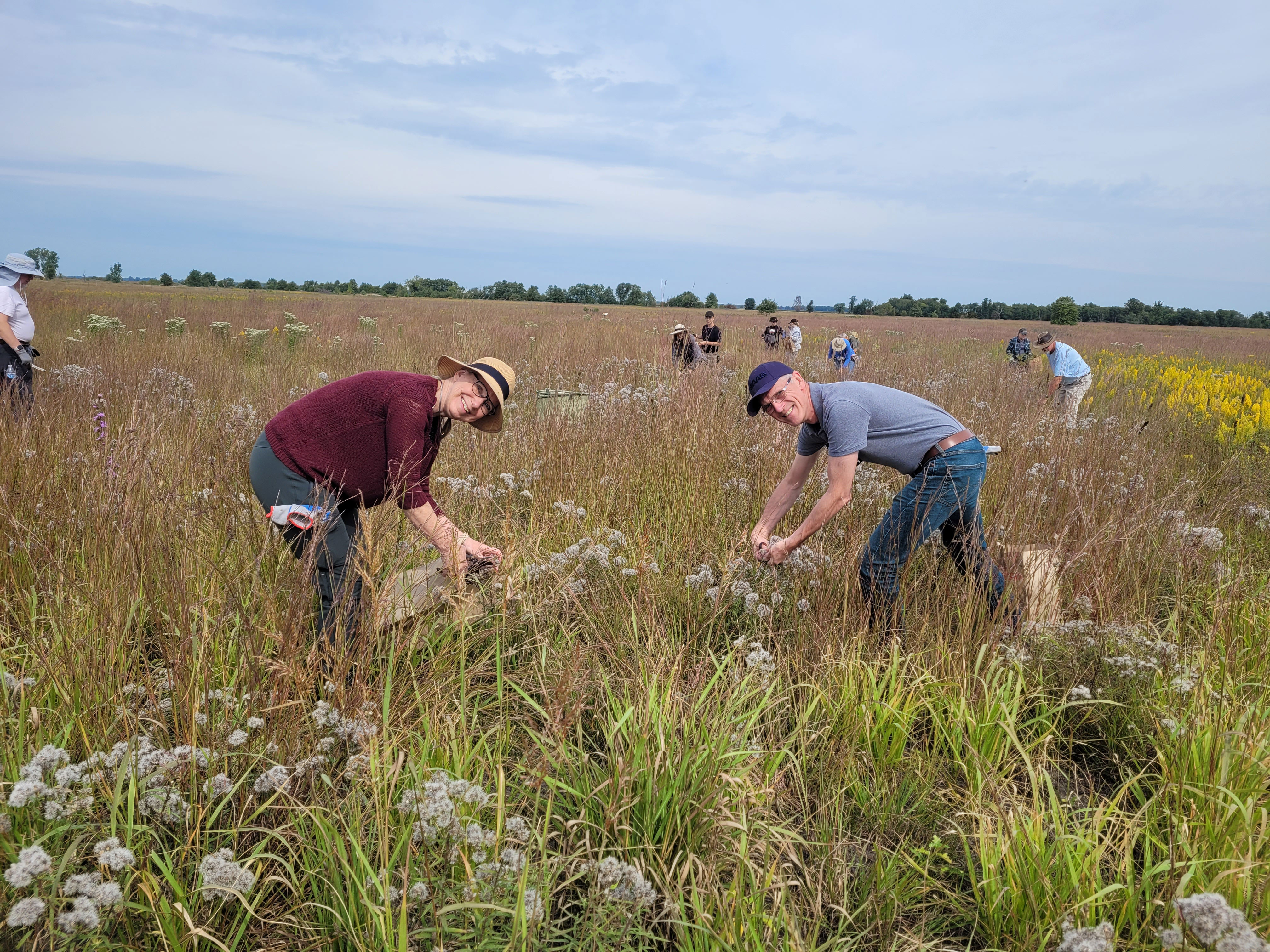 Volunteers harvest seed on the Kankakee Sands prairie.