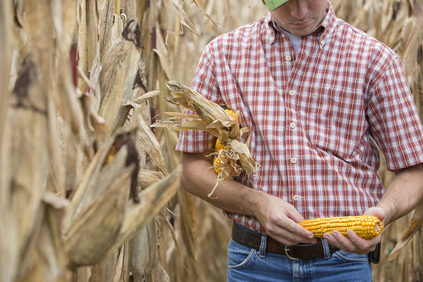Man hold corn in corn field.
