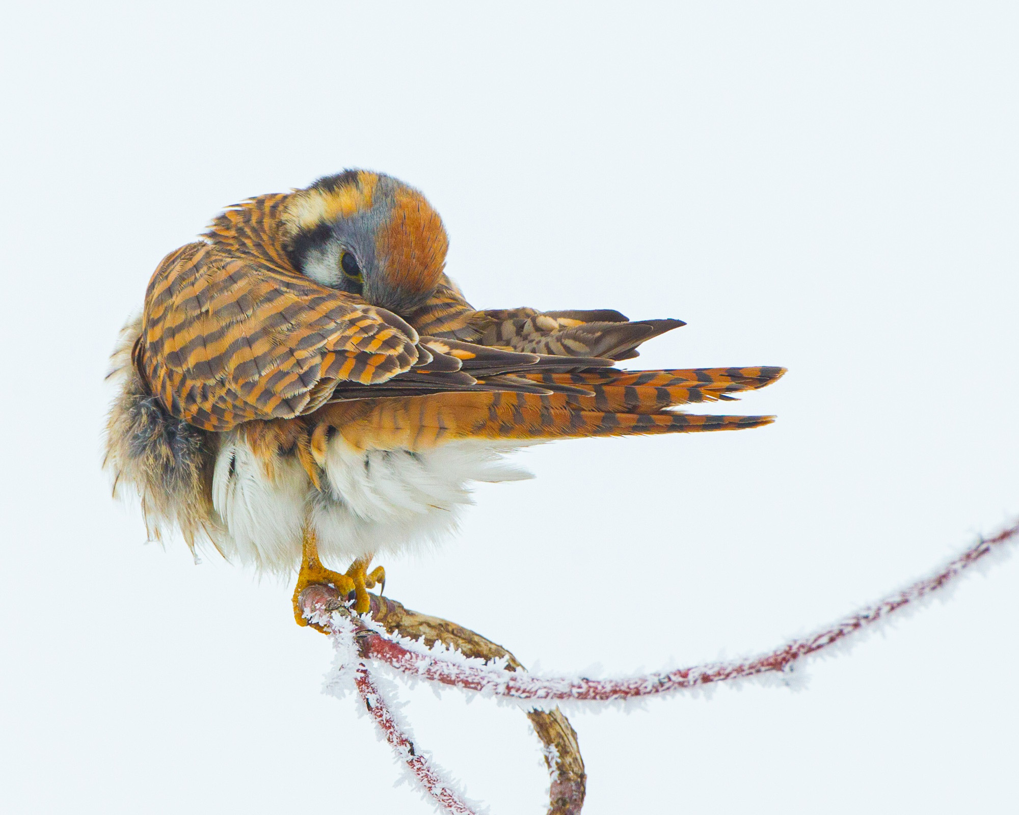 A kestrel bird standing on a branch.