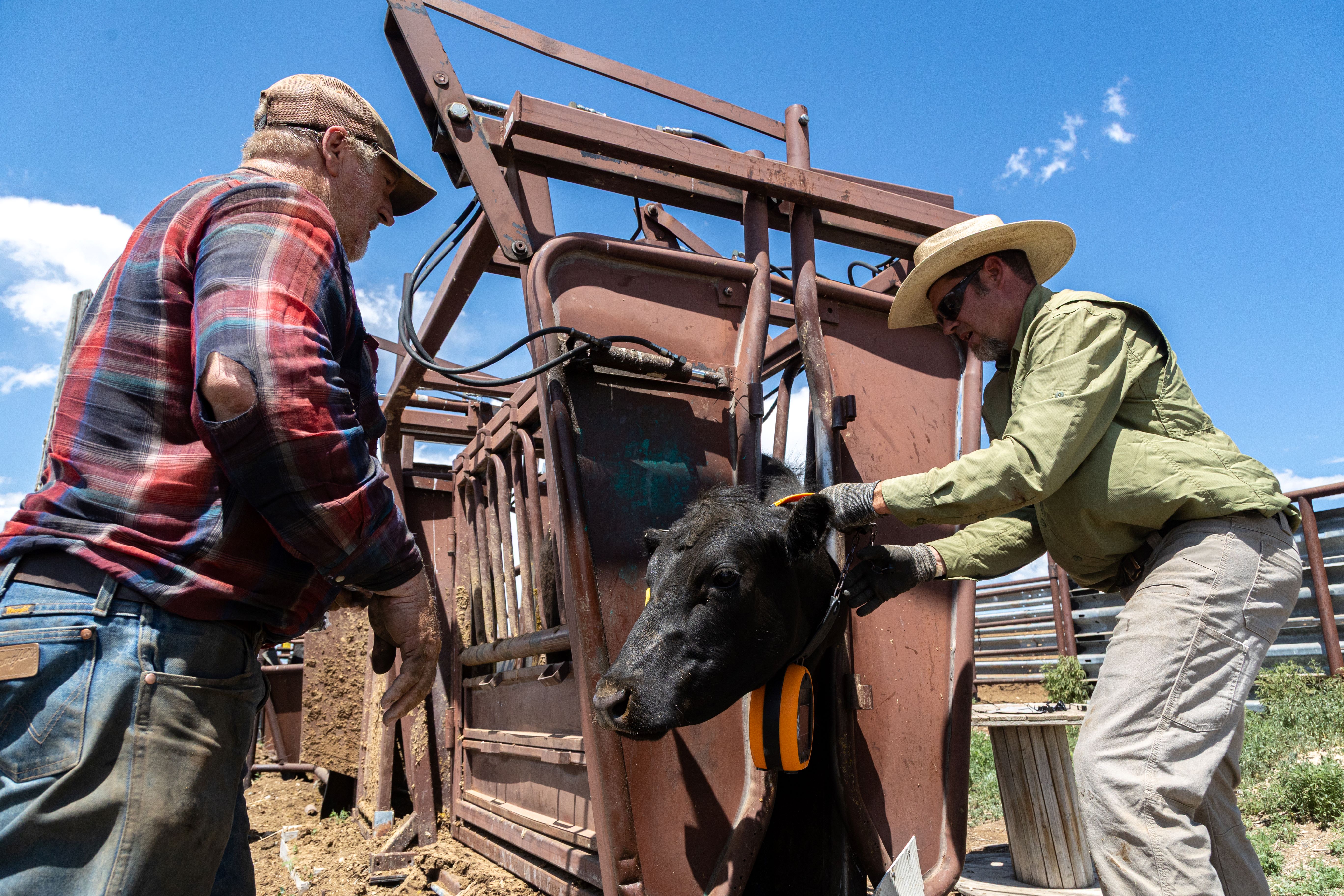 Two ranchers fit cattle with an electronic collar.