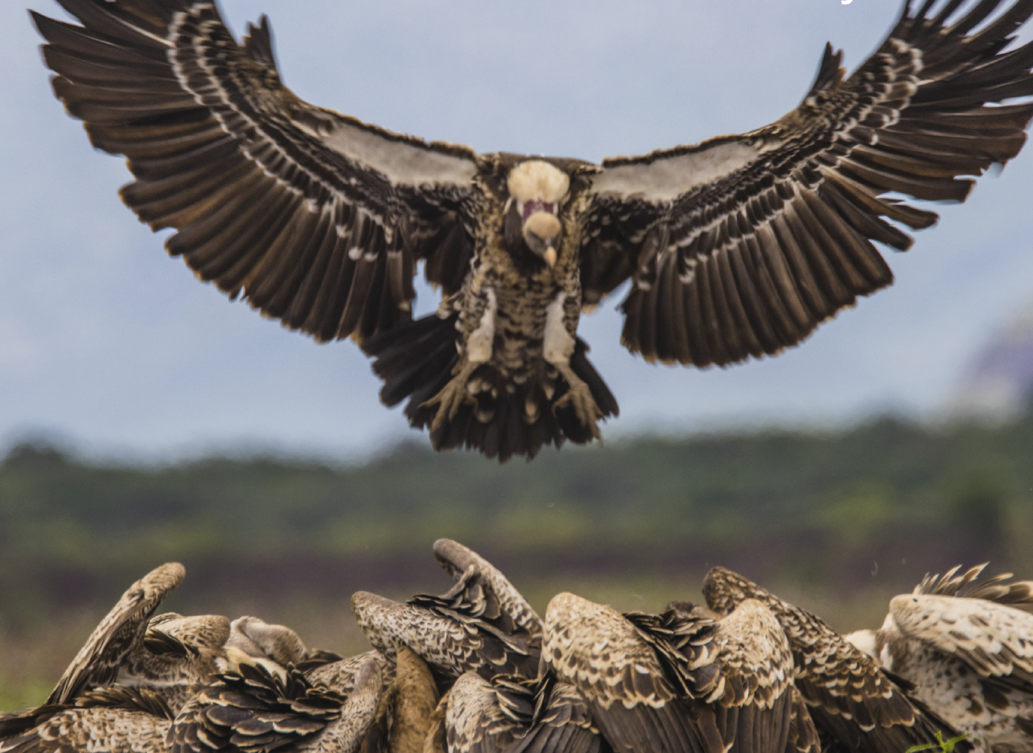 Vulture coming in to land, its wings spread wide.