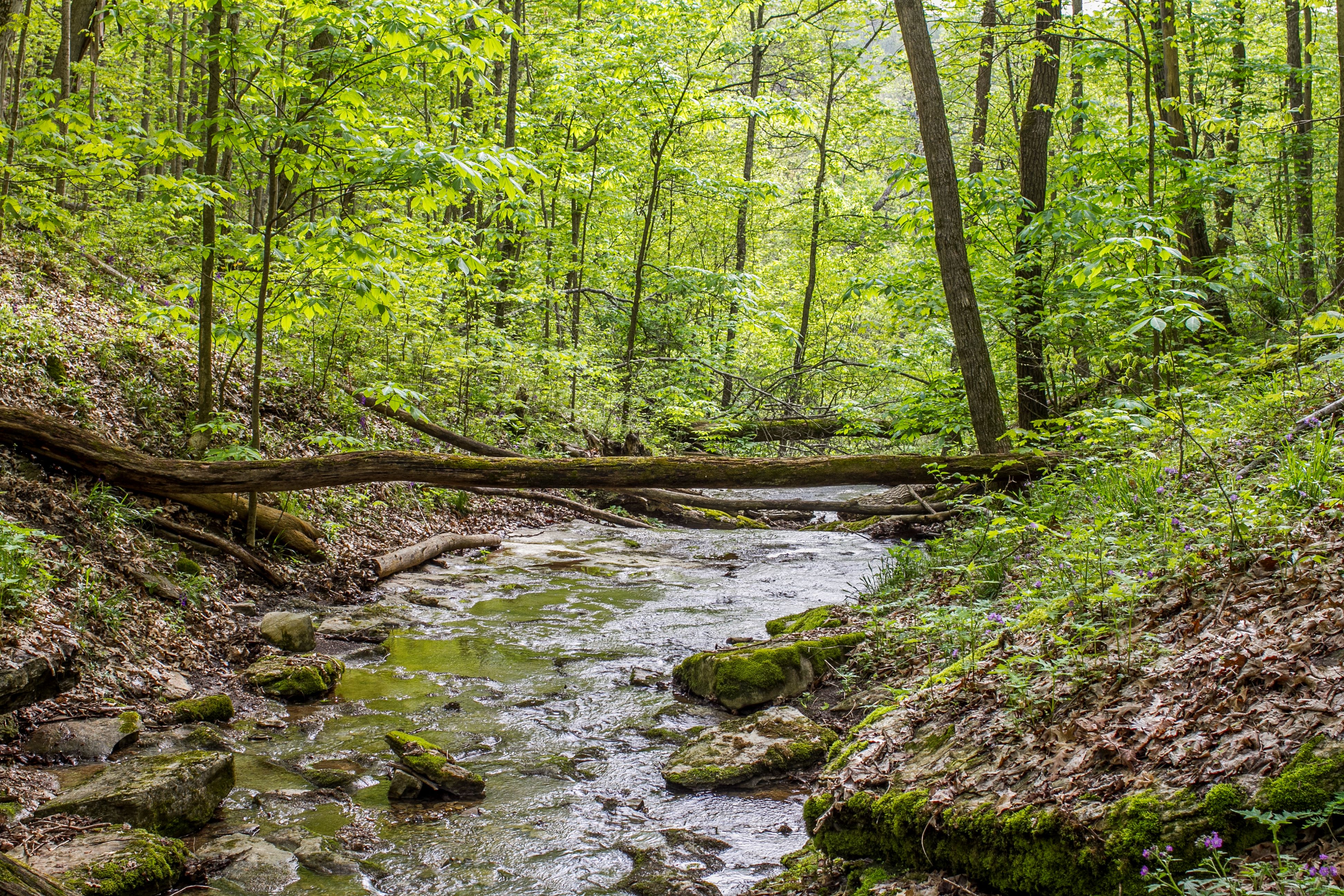A stream surrounded by a green forest.