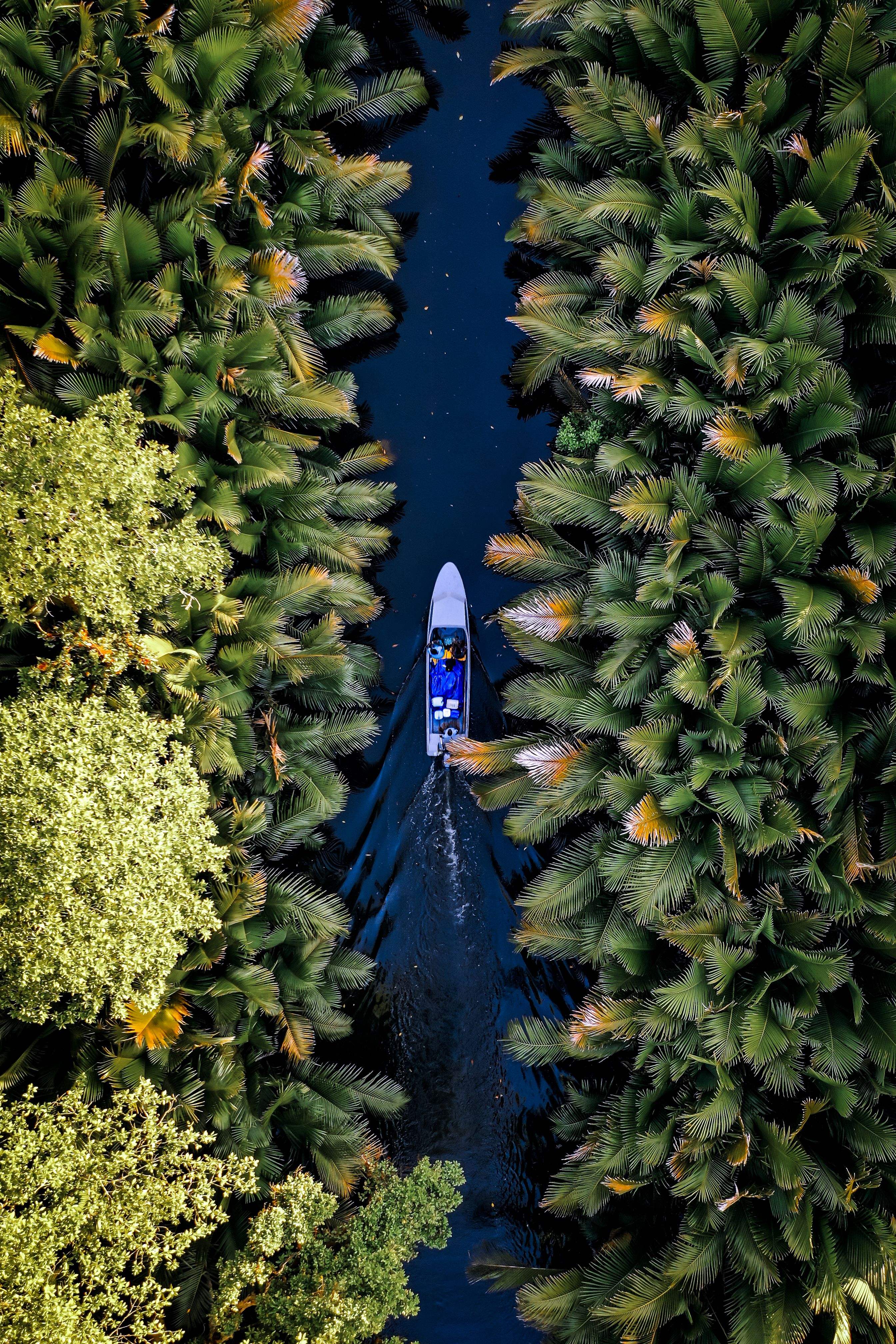aerial view of forest with a river going through it.