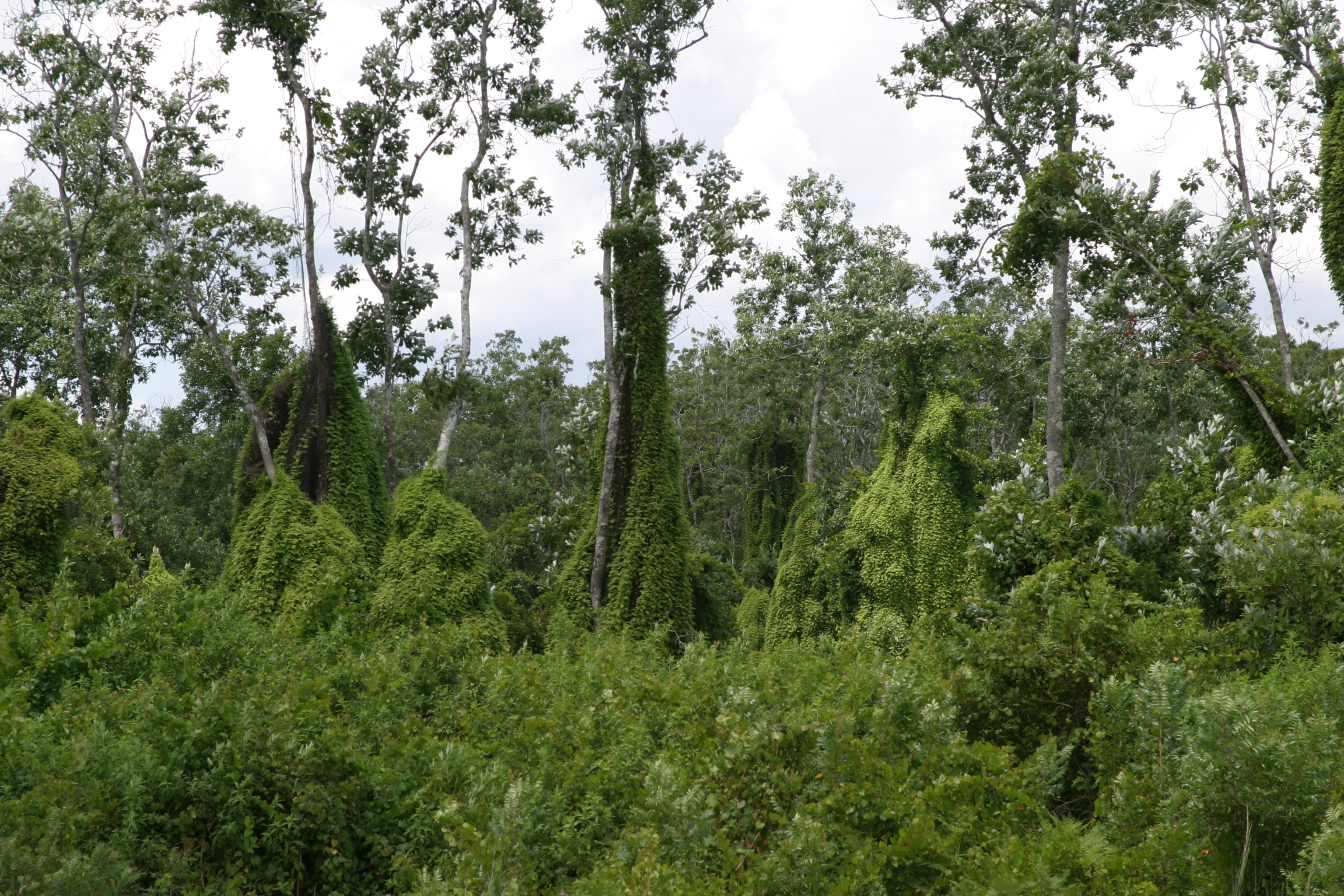 A forest with trees covered thickly with lygodium ferns.