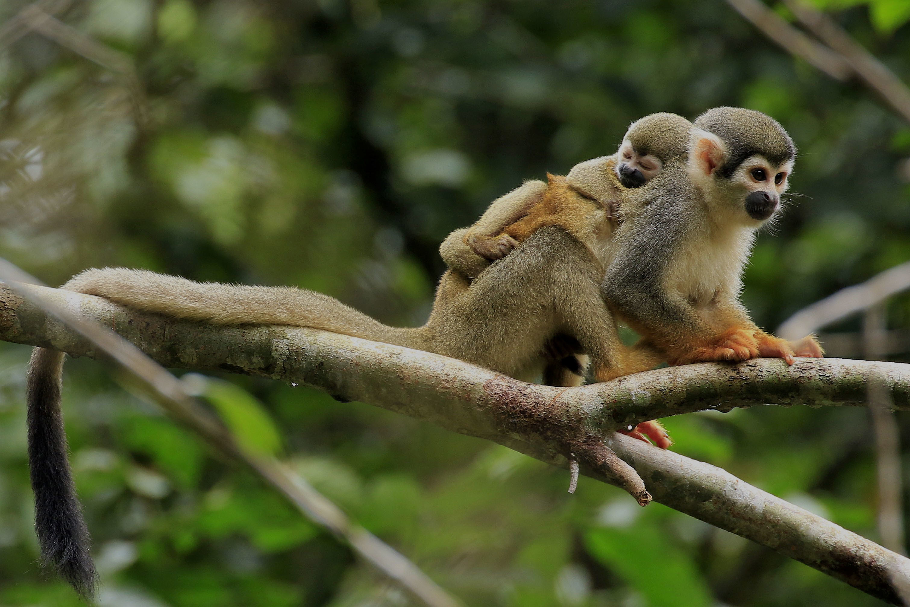 A baby squirrel monkey on the back of its mother.