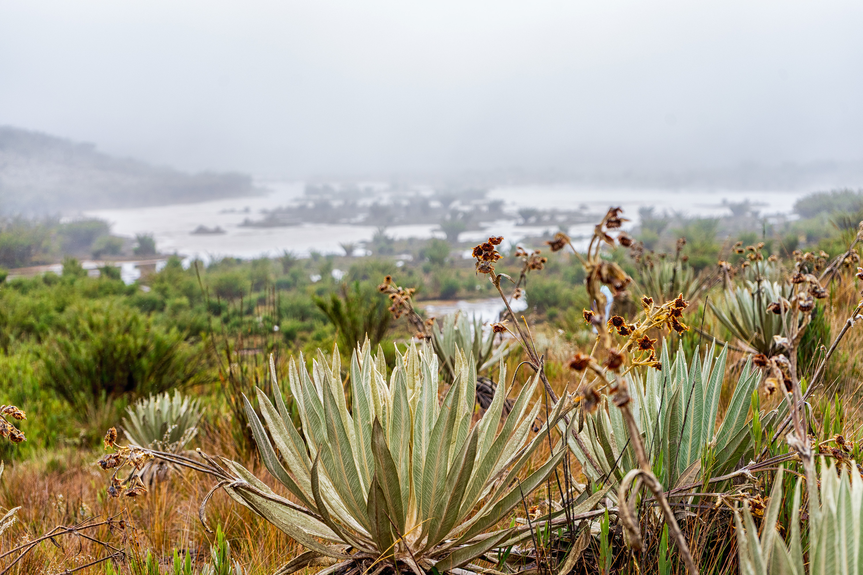Páramos, fábricas de agua en la cordillera de Los Andes.